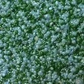 Emerald Sea