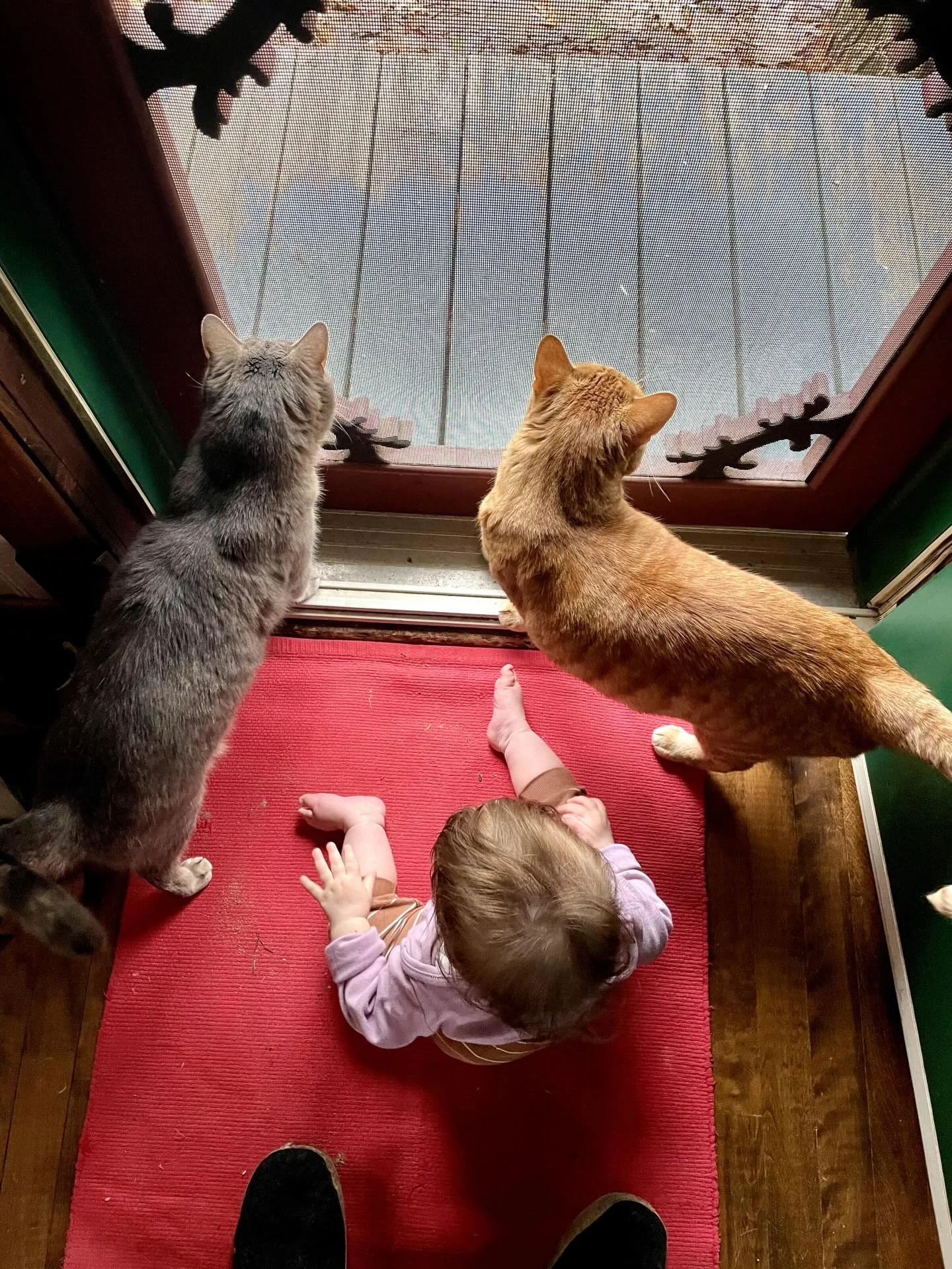 Just a baby learning to be gentle with their cats! 

So far they&rsquo;ve learned to not grab (most of the time...tails are tempting) and that cats like to be greeted with head butts ✨
