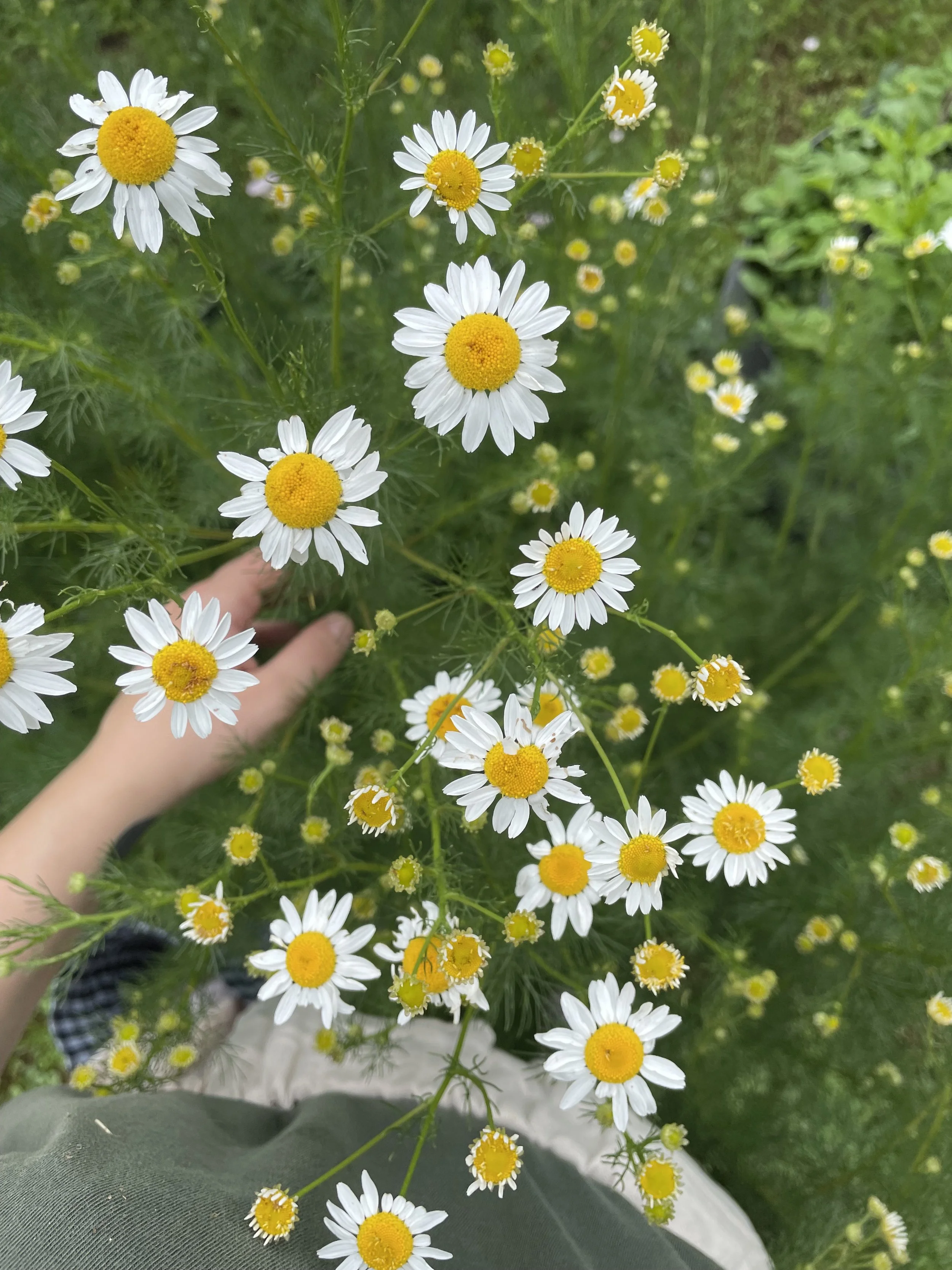 A hand resting on chamomile flowers growing.
