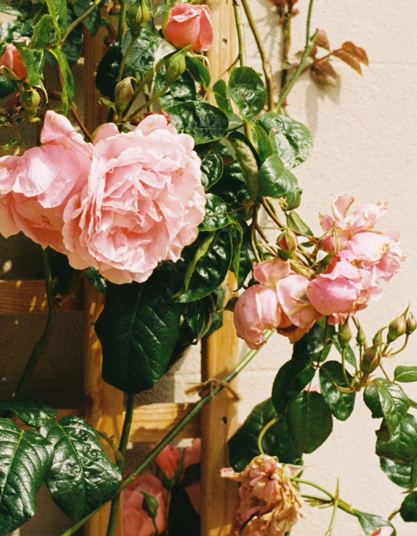 Quiet moments from A&amp;H&rsquo;s autumnal day on digital and film 🤍🎞️
.
.
Suppliers 

Photography @meggymacphotography 
S/S @stephnicol.photo 
Film @deanjohnstonefilms 
Makeup @makeupbystephanieclare 
Hair @elliegeorgecreative_ 
Stationary @maple