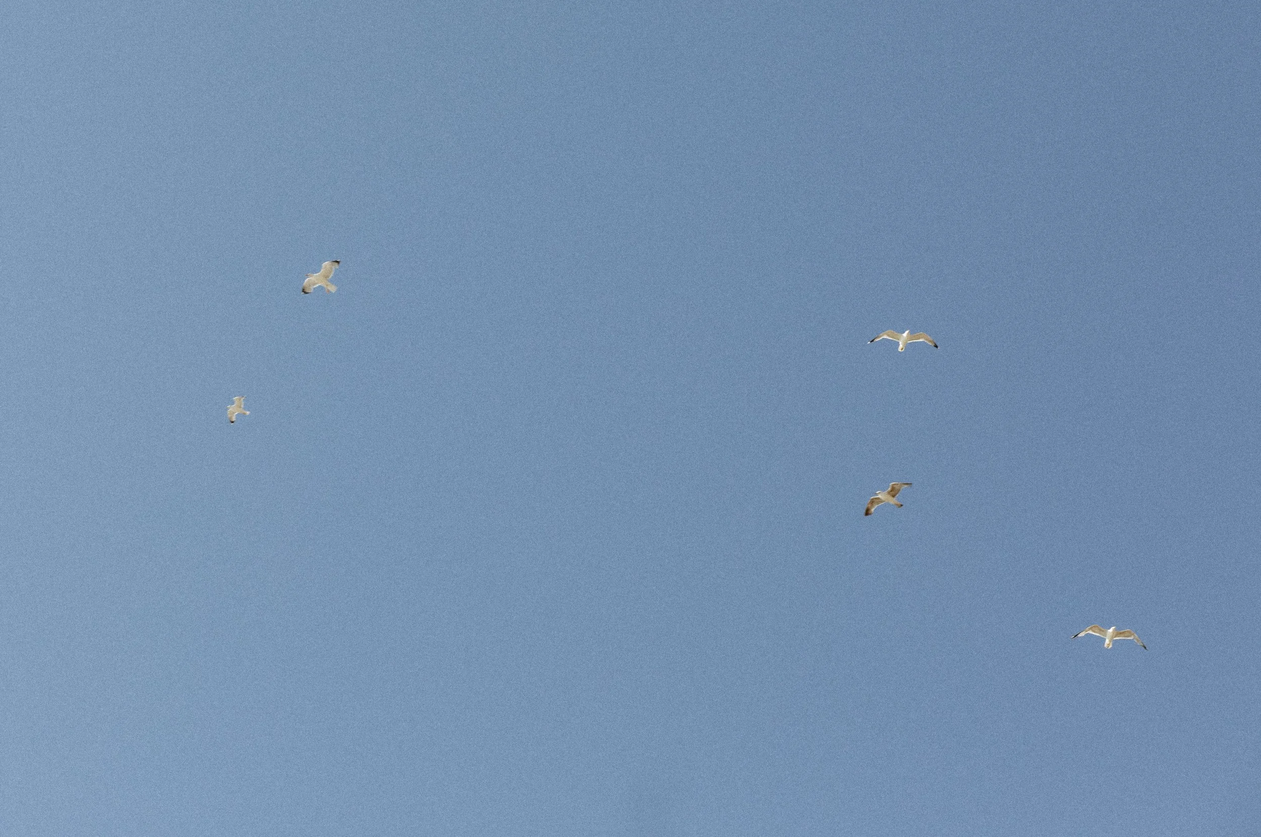 Ibiza Wedding Cas Mila  (7 of 7).jpg