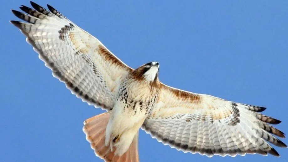 Fireside Chat: Hawk Migration Part 1