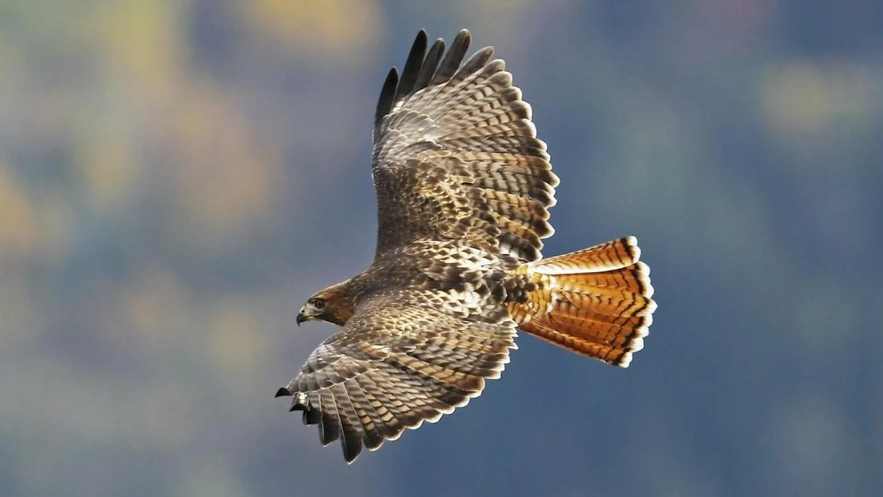 Fireside Chat: Hawk Migration Part 2