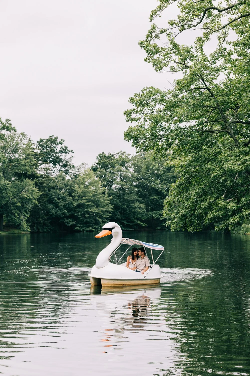 A couple rides the swan boats at roger williams park in rhode island for their rhode island engagement photos.