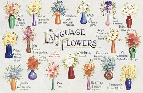 The Language of Flowers, What Flowers Mean