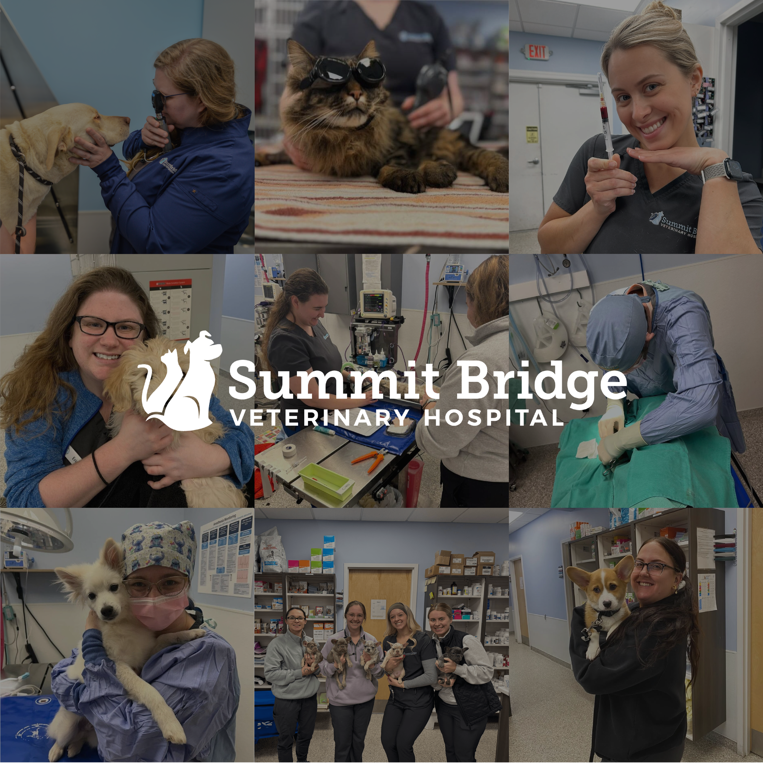 Summit Bridge Veterinary Hospital