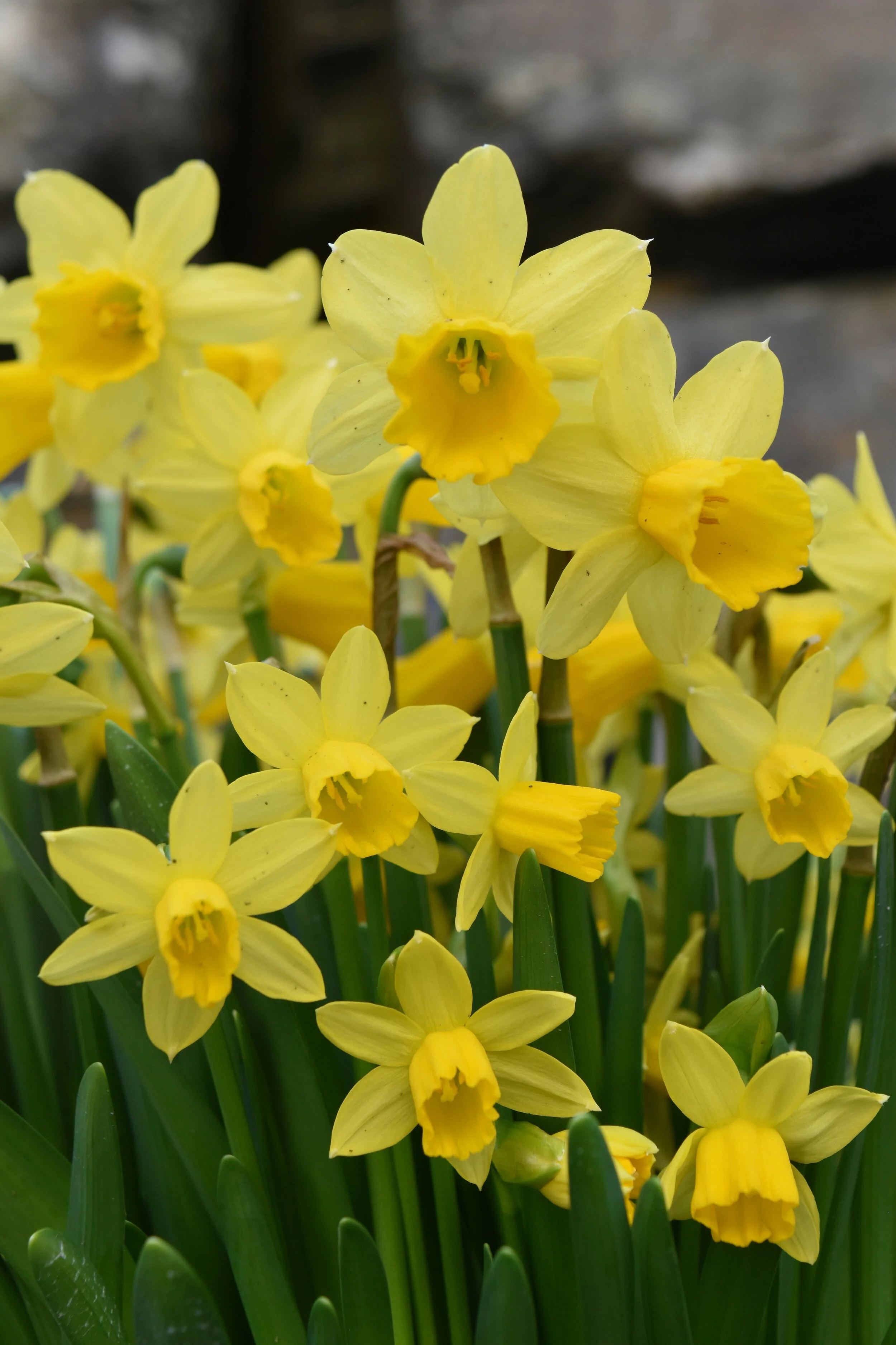 Easter the Norwegian way