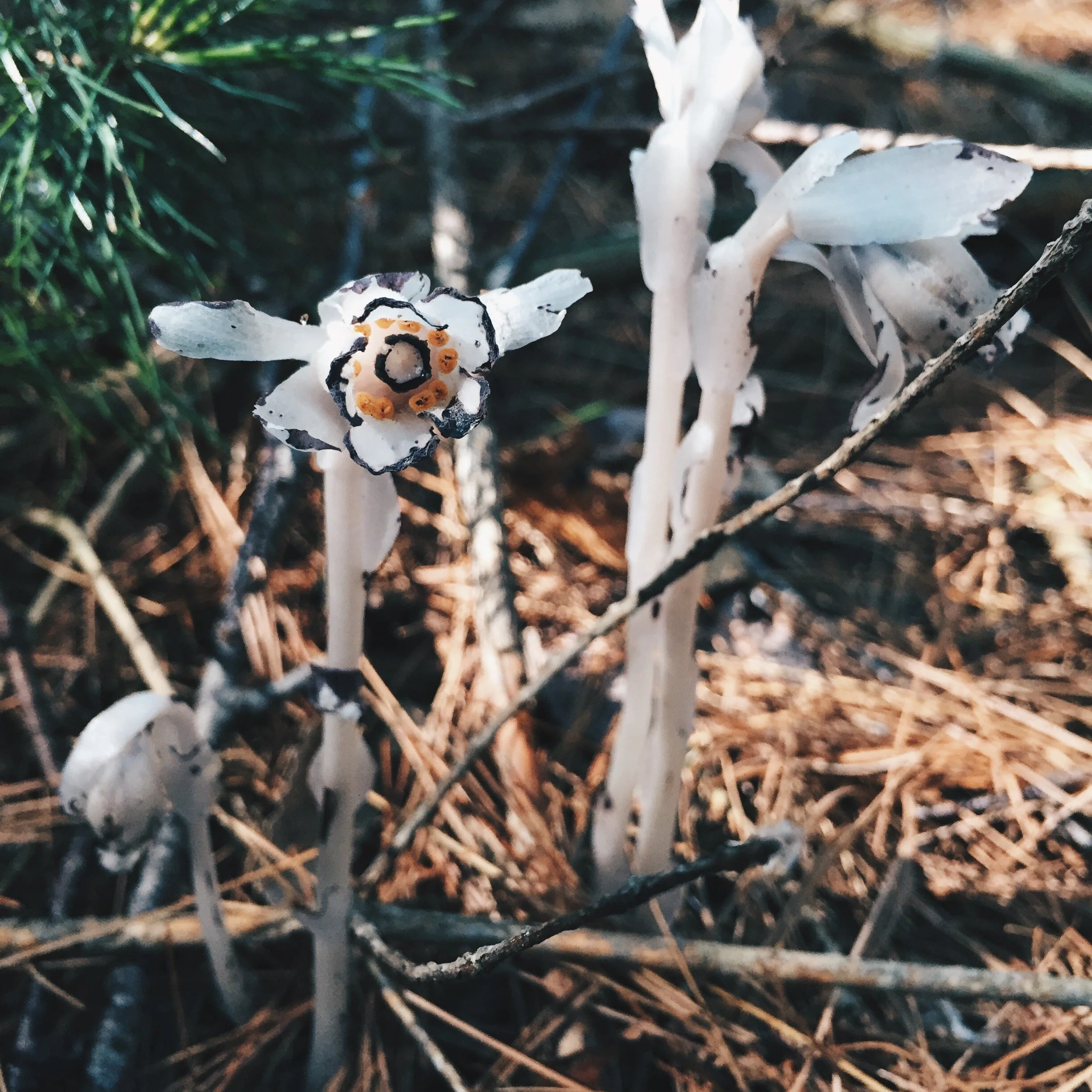 The How and Why of Nature Journaling | on theschoolnest.com