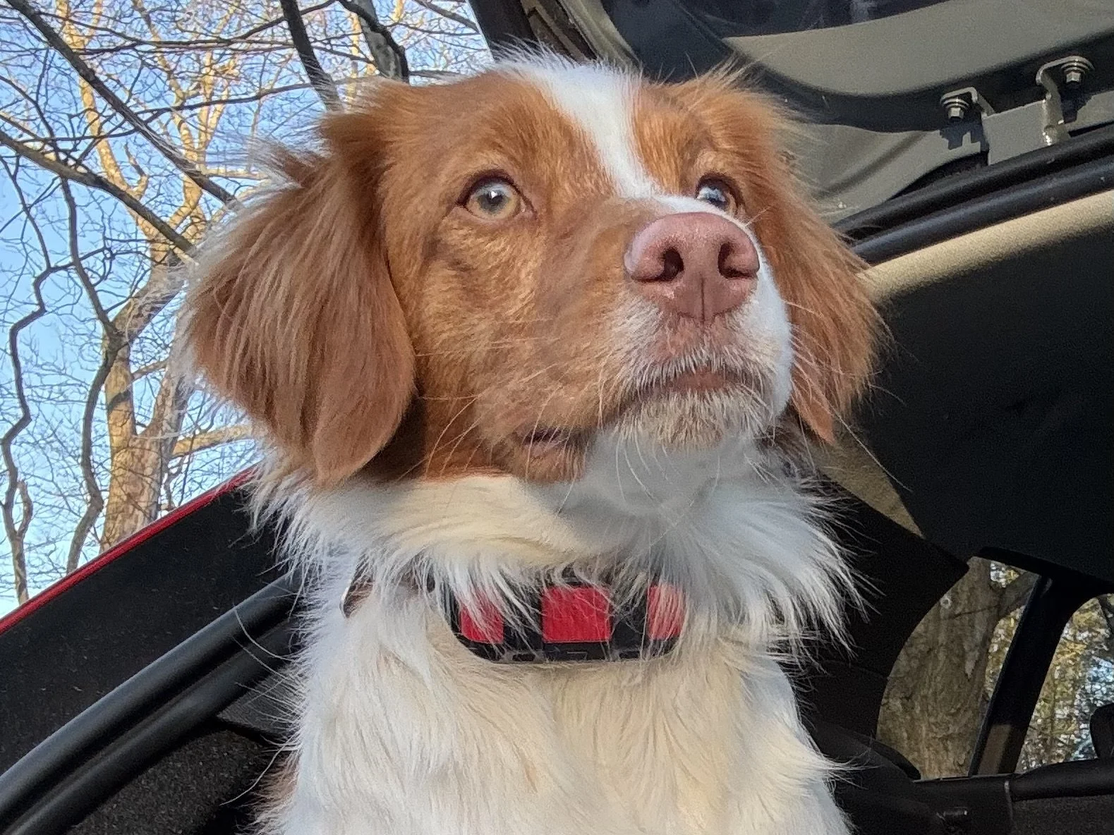 A dog with brown and white fur looking out from a vehicle window with a collar, against a background of leafless trees and a blue sky.