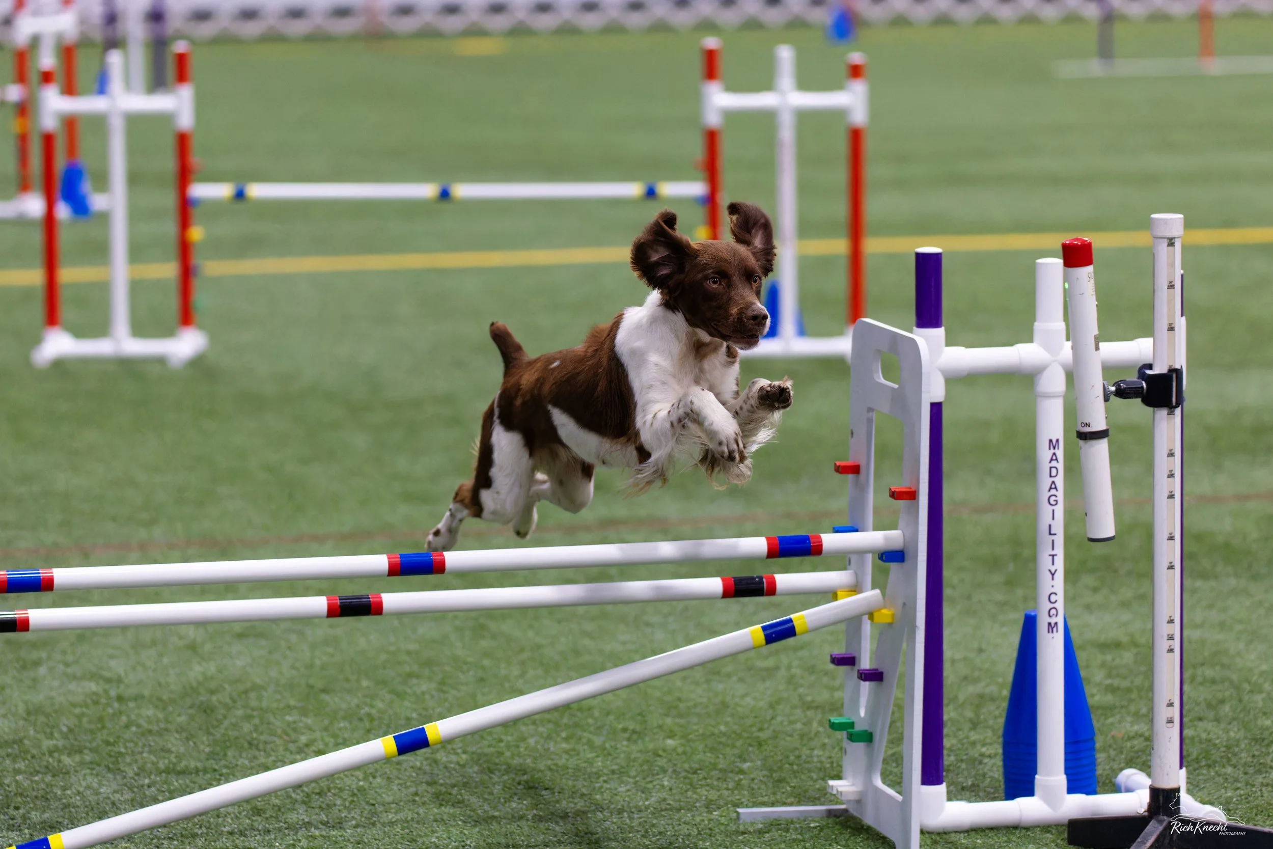 Darci agility.JPEG