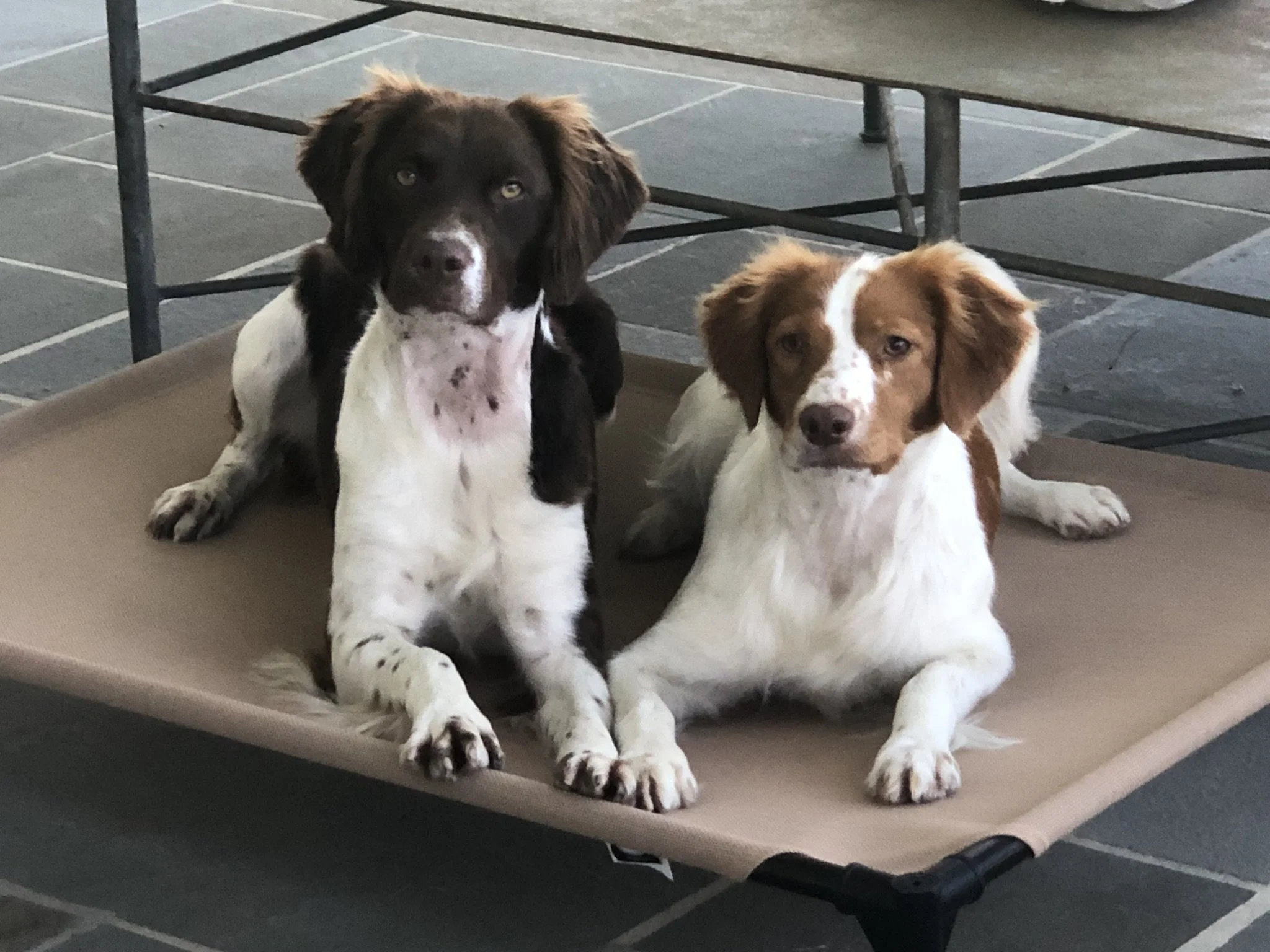 Darci and Stella on mat.JPEG