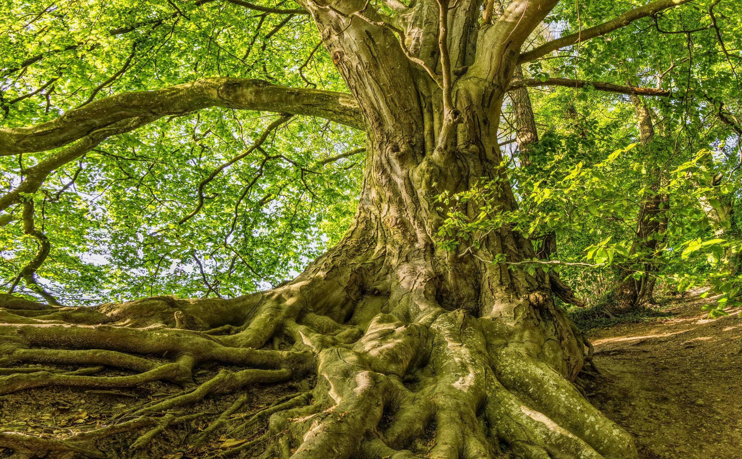 Tree+Psychic+Reading+Image.jpg