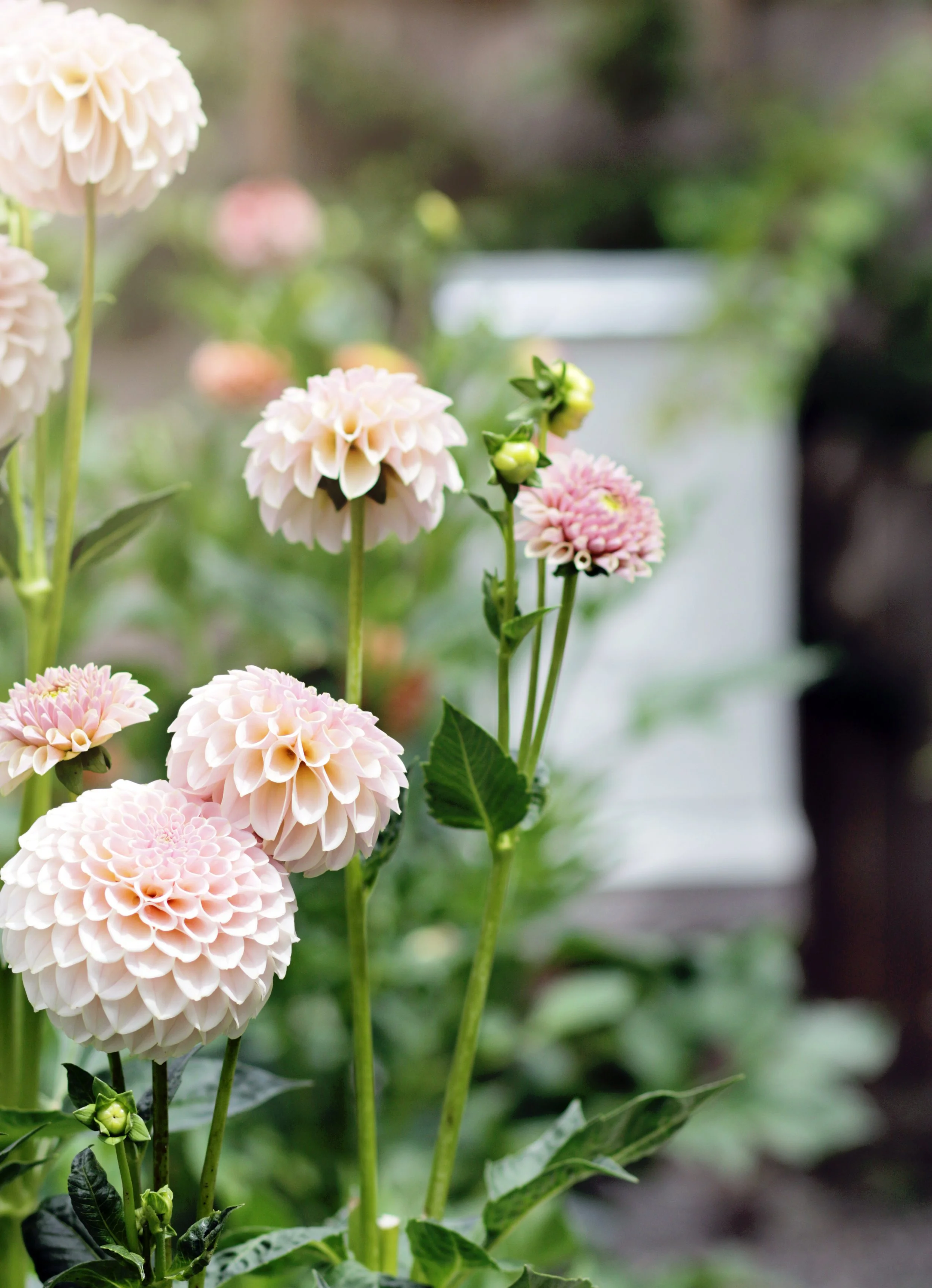 cinderrosedahlia1.jpg
