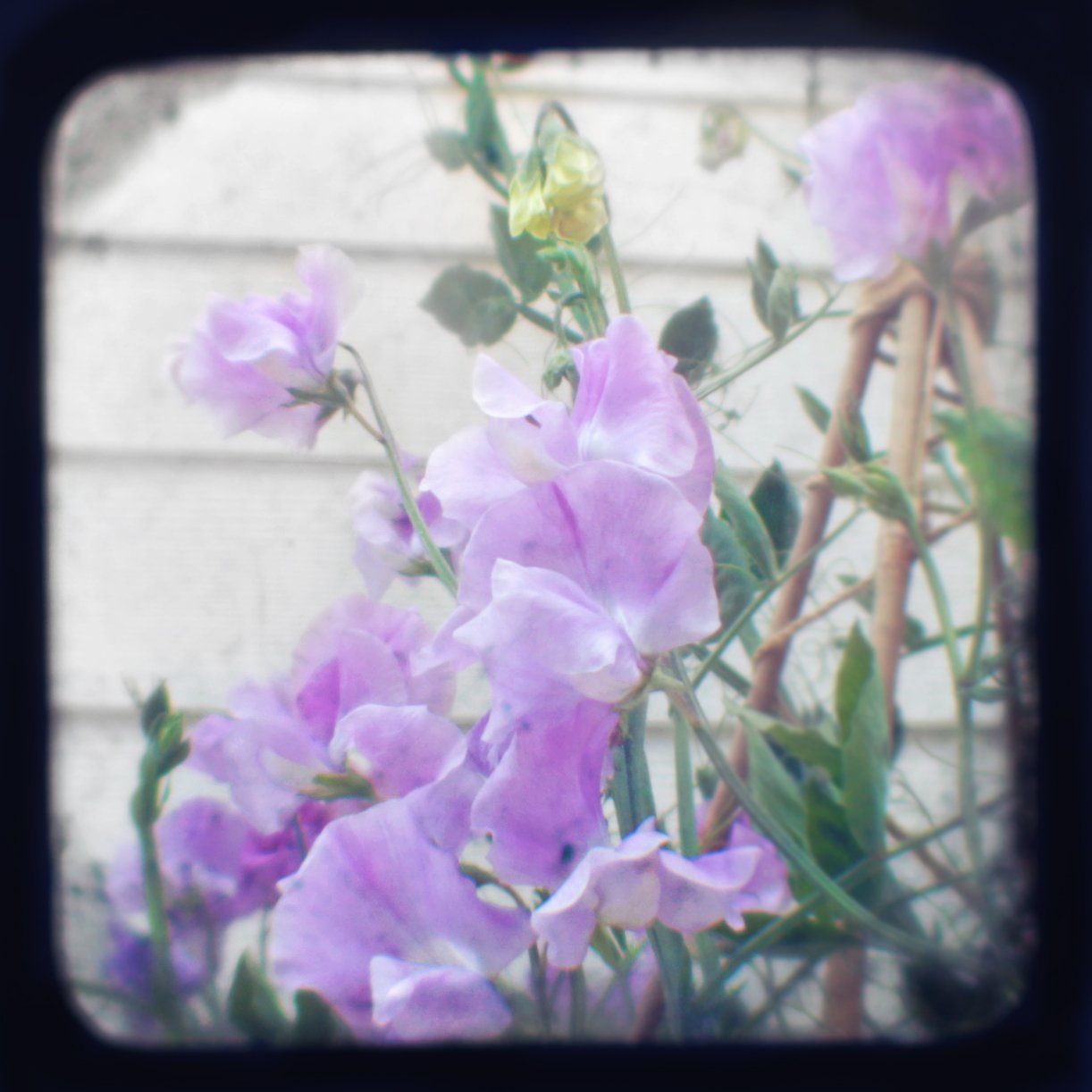 sweetpea2ttv.jpg