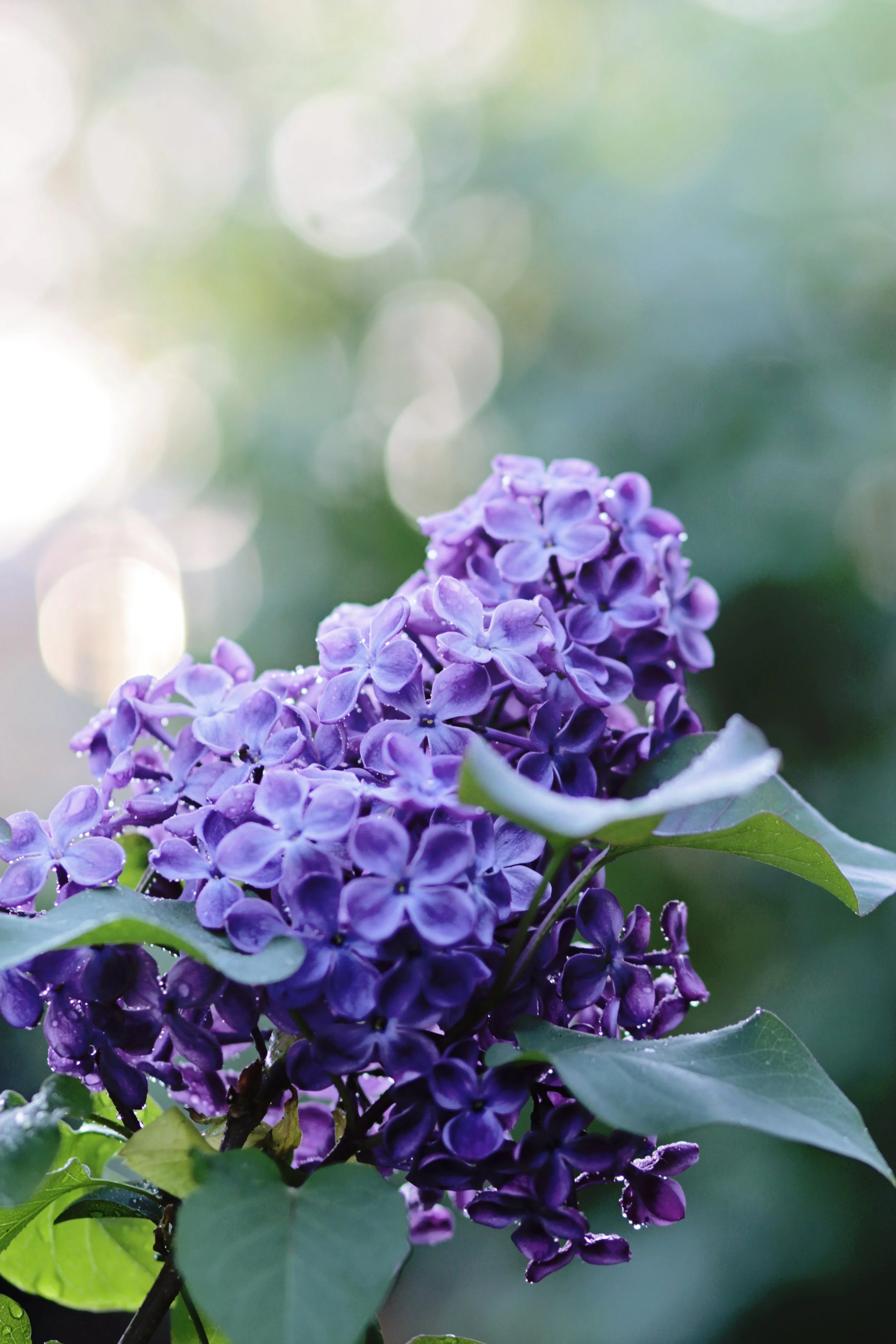 lilac12023.jpg