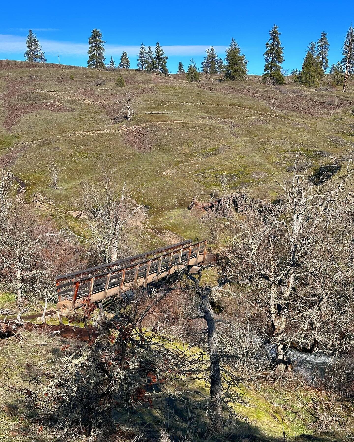 Sunny day! After so much snow and ice the trails on the Oregon side of the gorge were still snowy but Catherine Creek on the Washington side with its south facing slopes was almost snow free. One tiny flower, harebell? Views are amazing from the trai