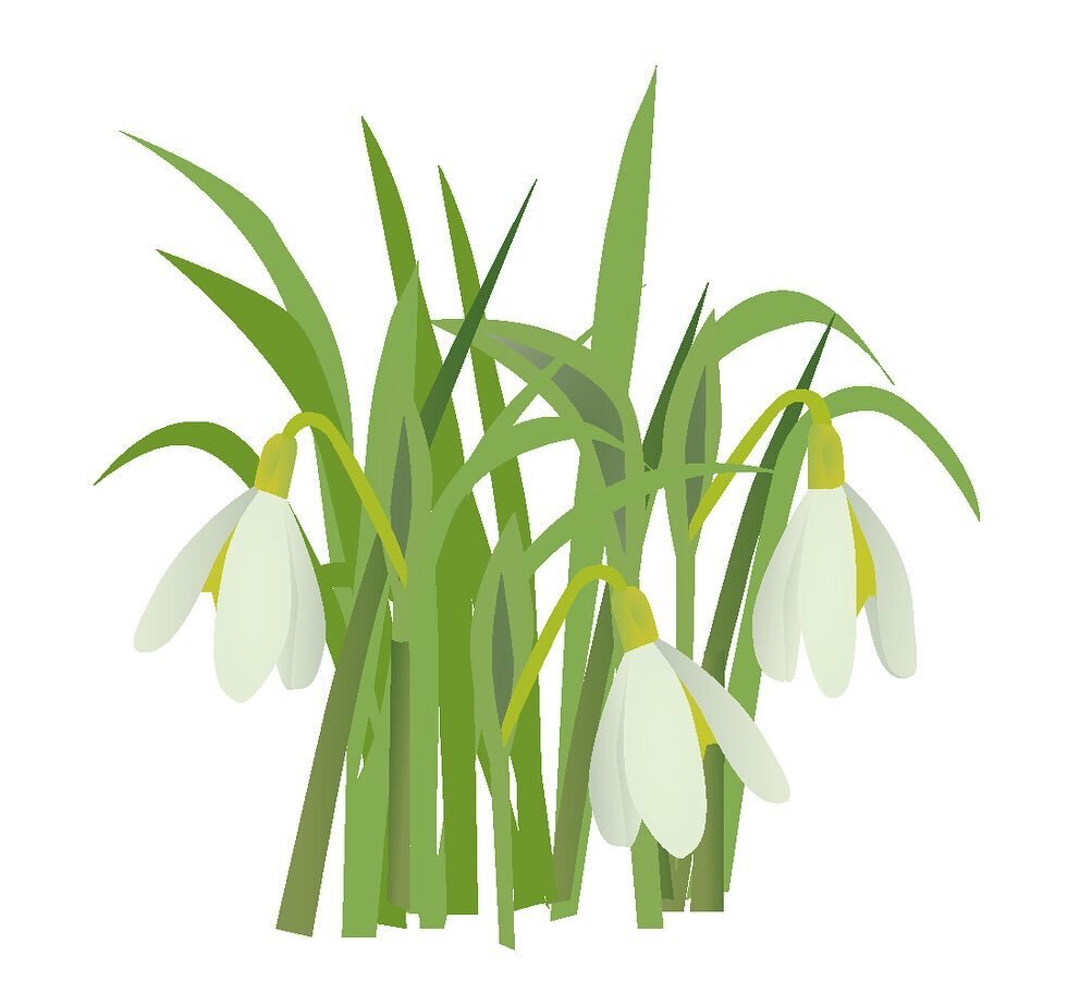 Pretty snowdrops, a welcome sign that winter is letting go of its icy grip. Let&rsquo;s hope it&rsquo;s over! Swipe through to see some of the cool stuff you can get with my snowdrop illustration &hellip; coffee mug, iPad folio, note card&hellip;. Fi