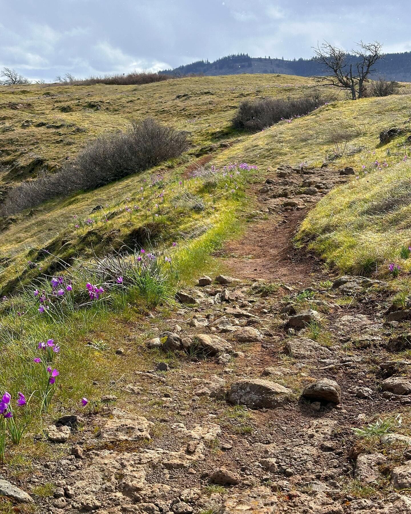 A Columbia Gorge wike (more of a walk than a hike) at Tom McCall overlook. The purple grass widows are intense, and everywhere! Thank you @nature_oregon for preserving this place. Other flowers: fritillary, buttercup, pussy willows, and a very cool l