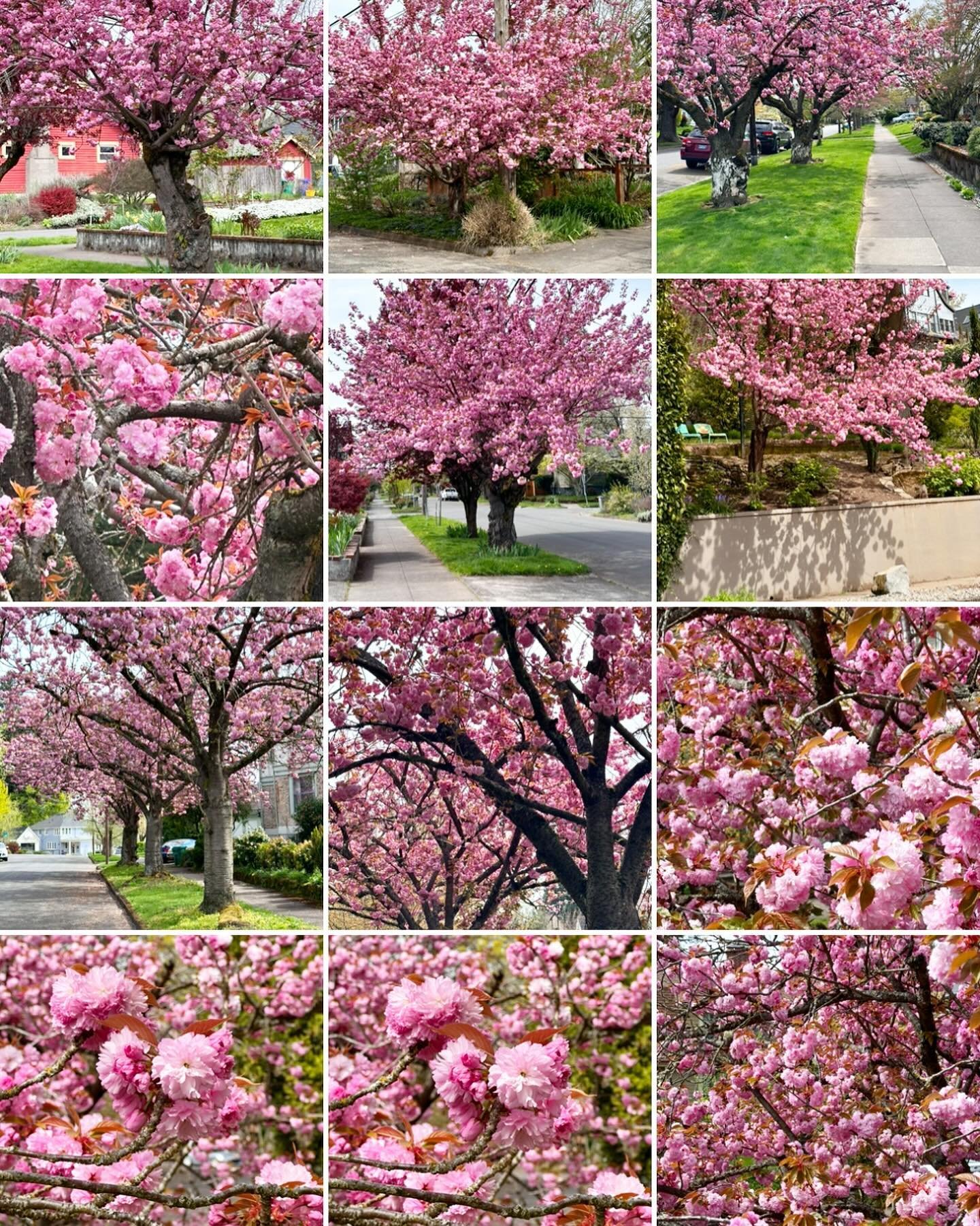 Springtime in Portland means a riot of pink cherry blossoms. Literally every block in Northeast Portland has at least one of these beauties&hellip; including ours! (See last photo for a look out our front door.) Prunus serrulata&lsquo;Kwanzan&rsquo; 