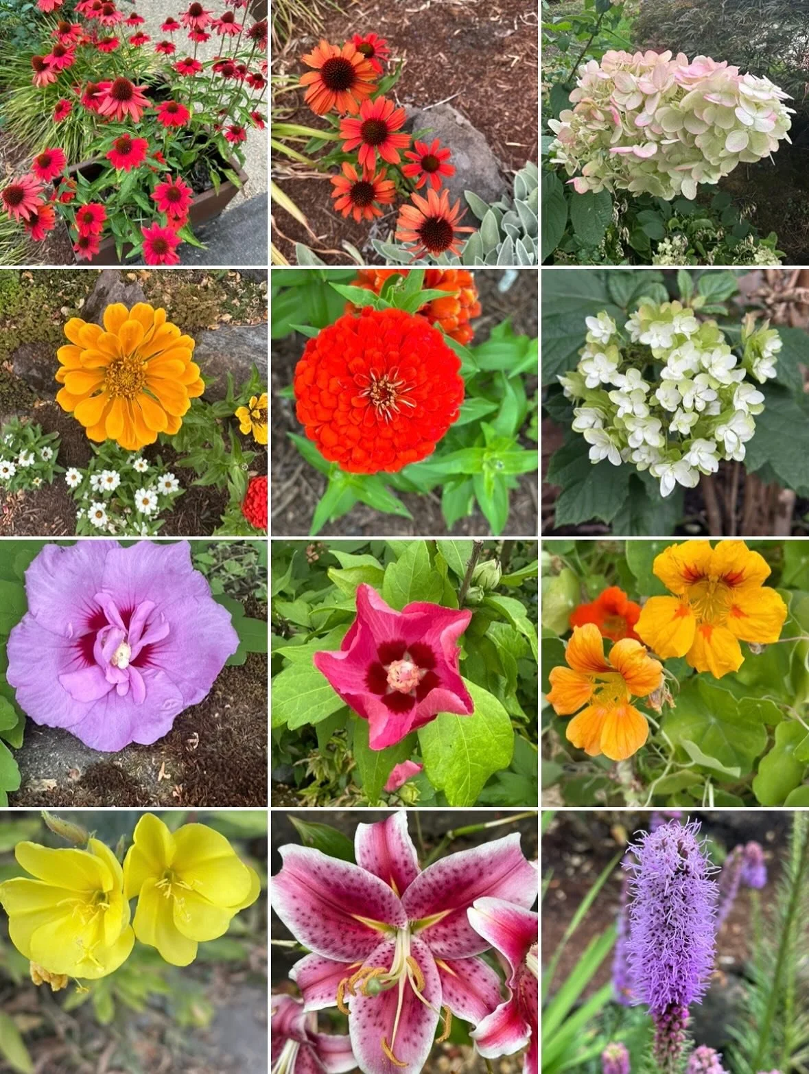 Morning walk through my neighborhood. Summer flowers galore! Asters, hibiscus, nasturtiums, black-eyed Susans, hydrangeas&hellip; etc., etc., etc. 
#portland #portlandneighborhoods #nep #northeastportland #perfectsummer #gardenflower #summertime #sum