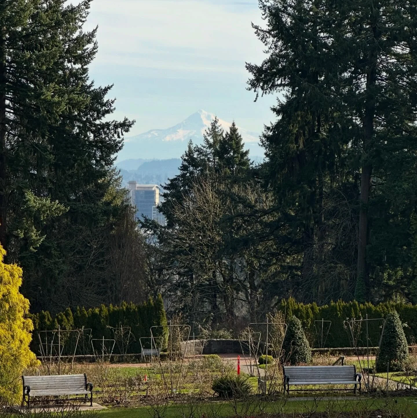 Mountain views on a lovely winter day in Portland. Mt Hood from Washington Park and, from Hoyt Arboretum, both Mt St Helens AND the not-often-seen Mt Rainier (it must be really clear to see the giant mountain). Lucky us to have these incredible green