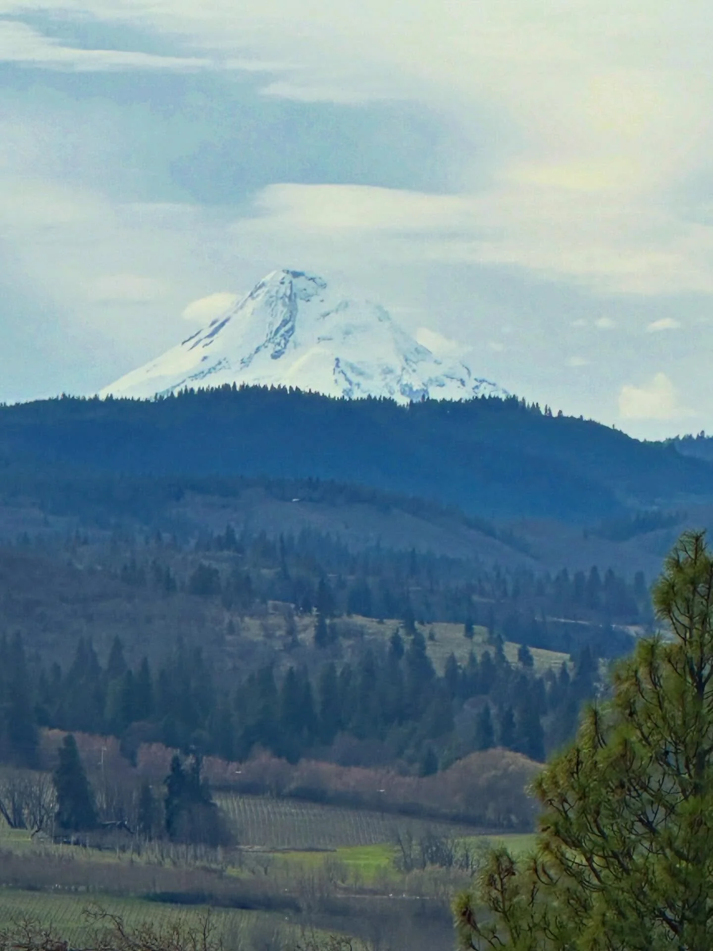 A nice Mt Hood view and lots of pretty flowers at Catherine Creek. But the best part of the day ~ Harvey was finally able to get out to see his wildflowers, and even get some photos, thanks to the ADA trail. It&rsquo;s been a very long six months and