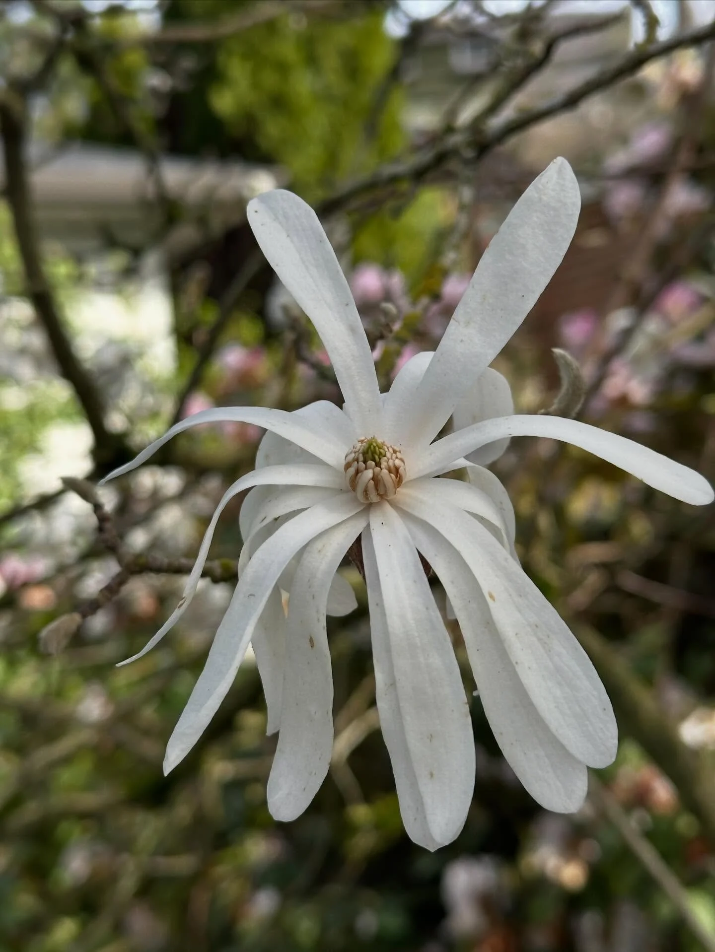 My Star Magnolia in full bloom. It was a gift from my oldest (actually I&rsquo;m a month older than her!) and dearest friend @nanna_anne, after my dad died in 1994. We brought it with us when we moved to keep his memory alive. Actually he was such a 