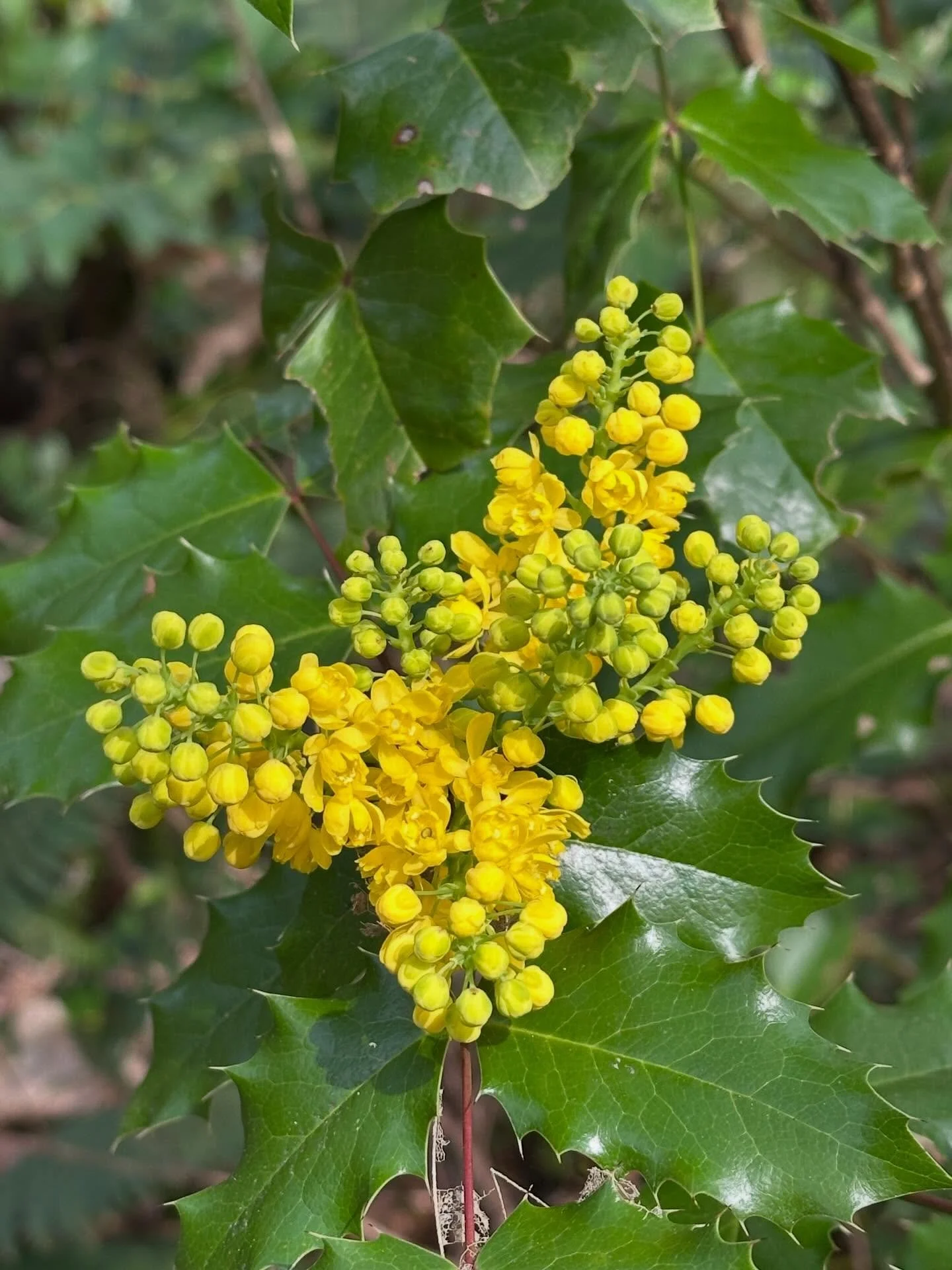Pretty spring flowers and fabulous chartreuse moss on the towering trees, my favorite color! Love the moss&hellip; and the ferns. And check out the cute wooden sign box with a trillium handle and nature facts inside. Tryon Creek State Park has tons o
