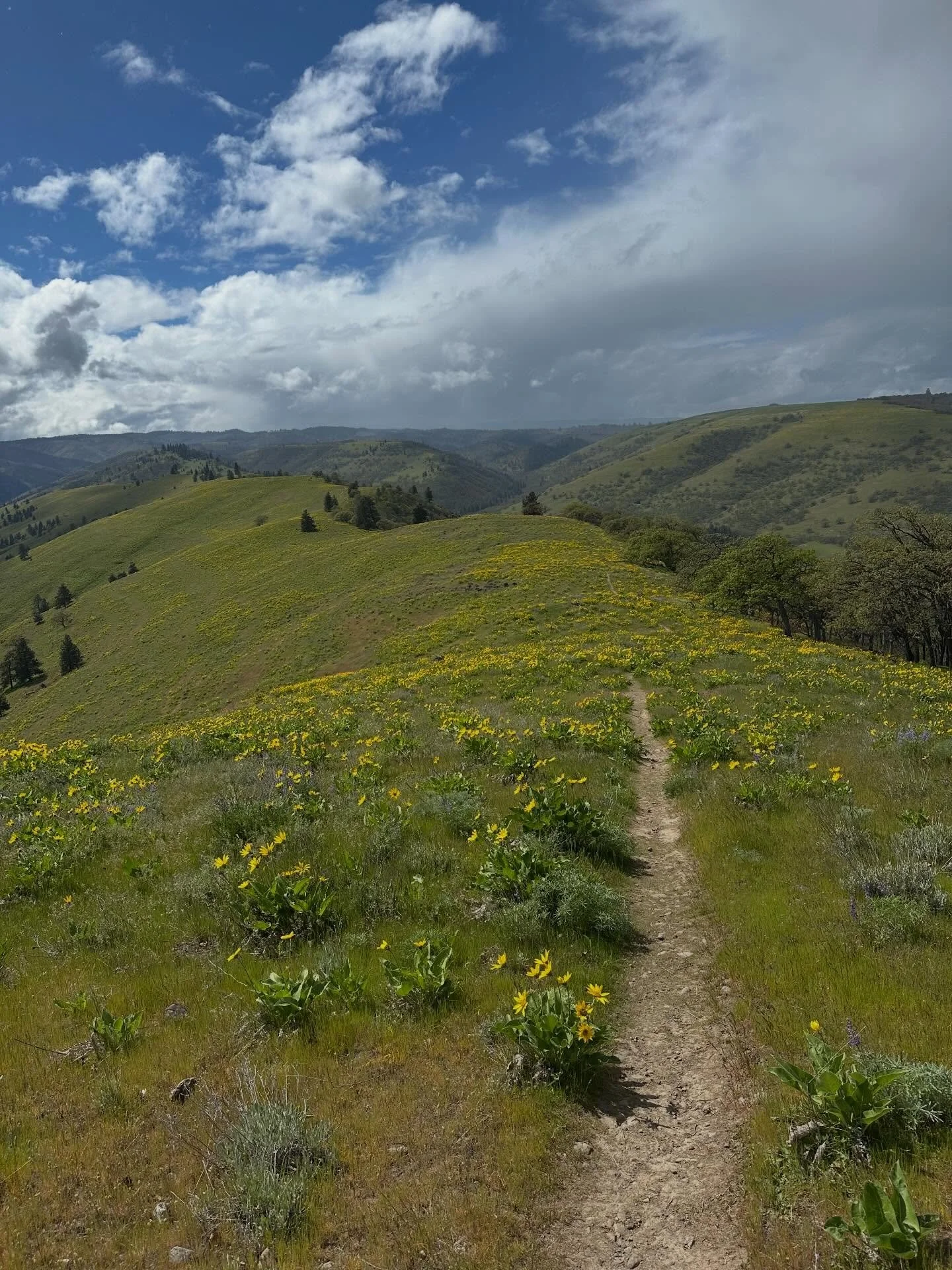 Yes the balsamroots are blooming in the Columbia River Gorge, blanketing the hills with yellow. So beautiful! 

And the finale of the hike, a cotton candy blizzard. So yummy! 

#columbiarivergorge #springflowers #oregon #scenic