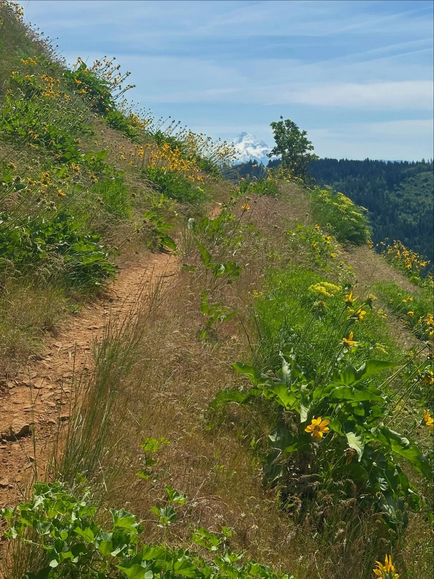 Mother&rsquo;s Day Hike this year was Weldon Wagon Woad. Lots of Mt Hood views! We do this hike the same time every year and the yellow balsam roots are usually in full bloom and the hills are blazing yellow. Not this year! Thanks to a very warm, dry