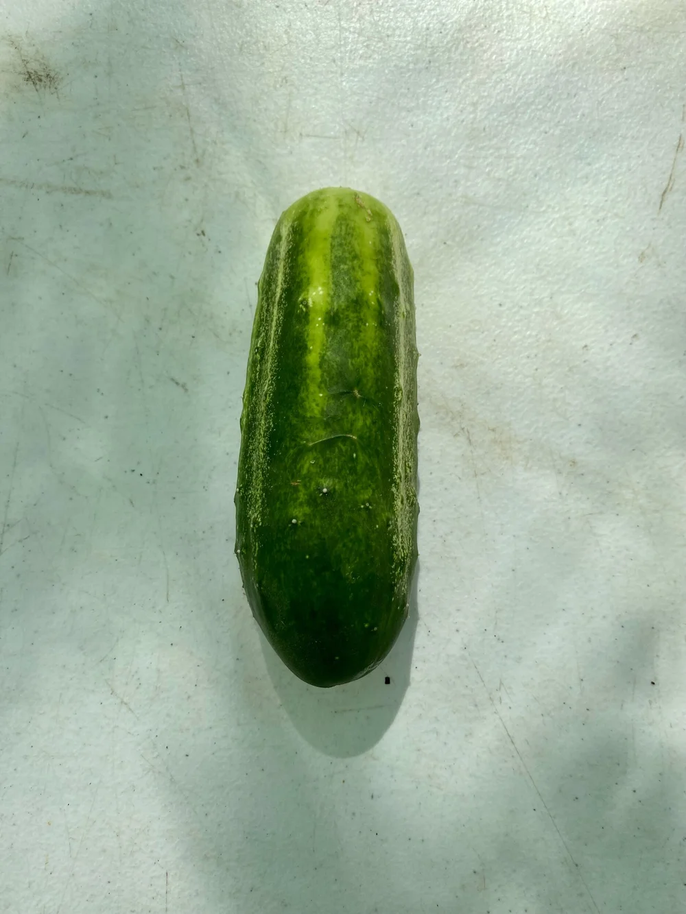 Little Leaf cucumber