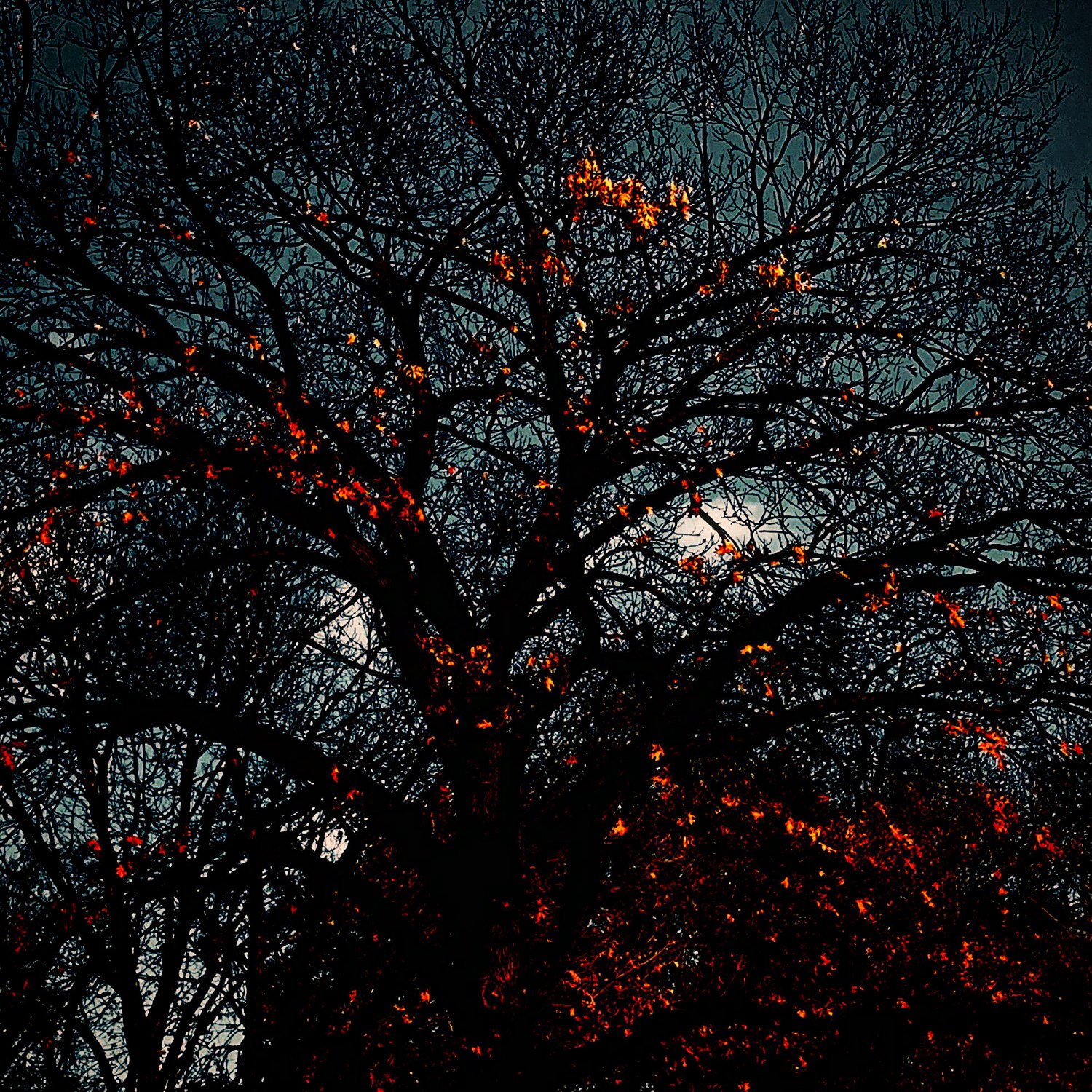 "November the Twenty-sixth" 12X12 inches $300 Limited Edition of 1