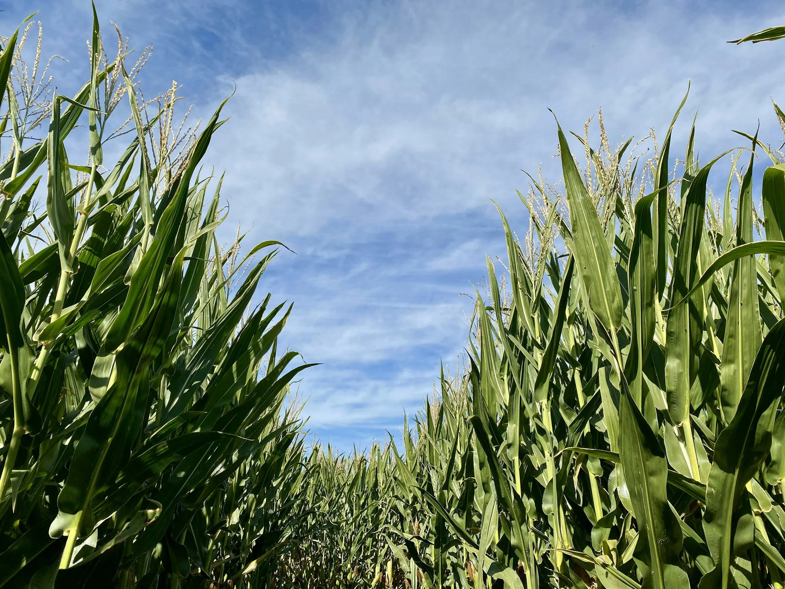 High School Youth at the Corn Maze