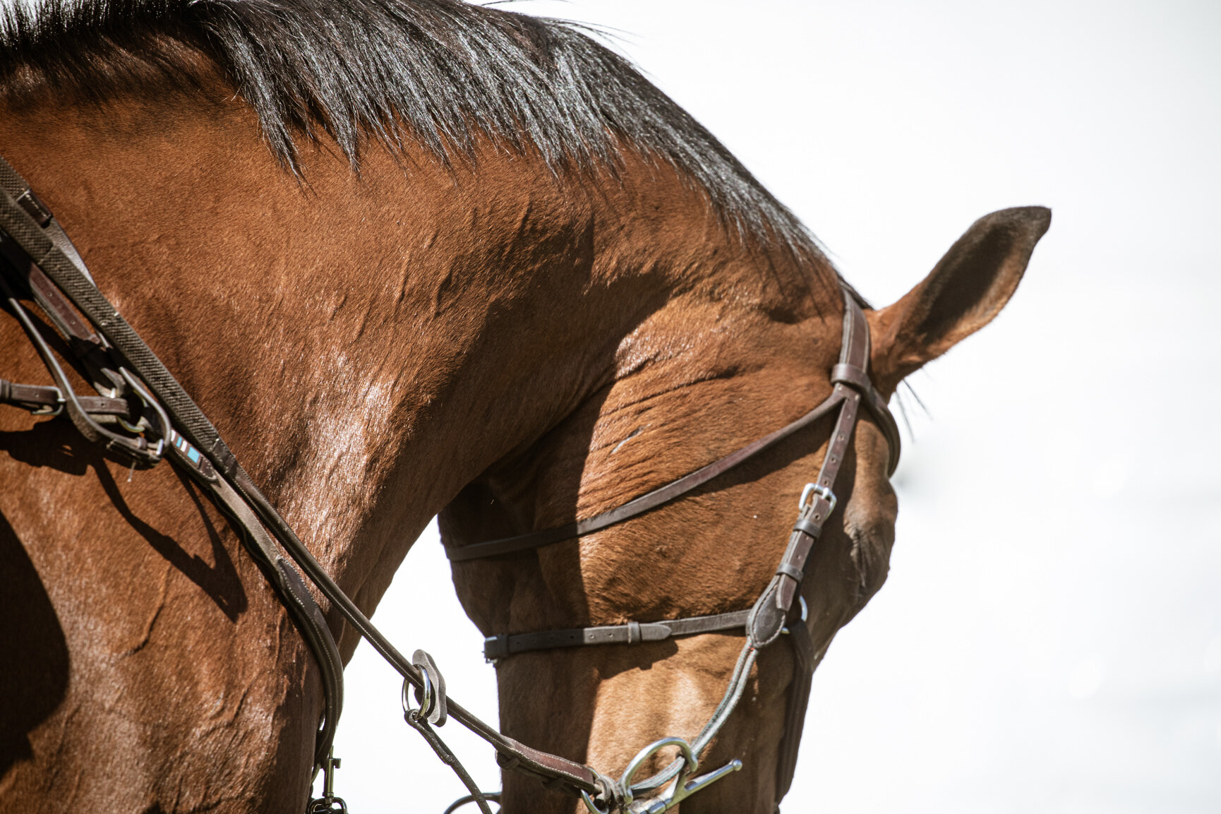 20210722_Kya-Photography-Equestrian-Photographer-Bend-Oregon_0007.jpg