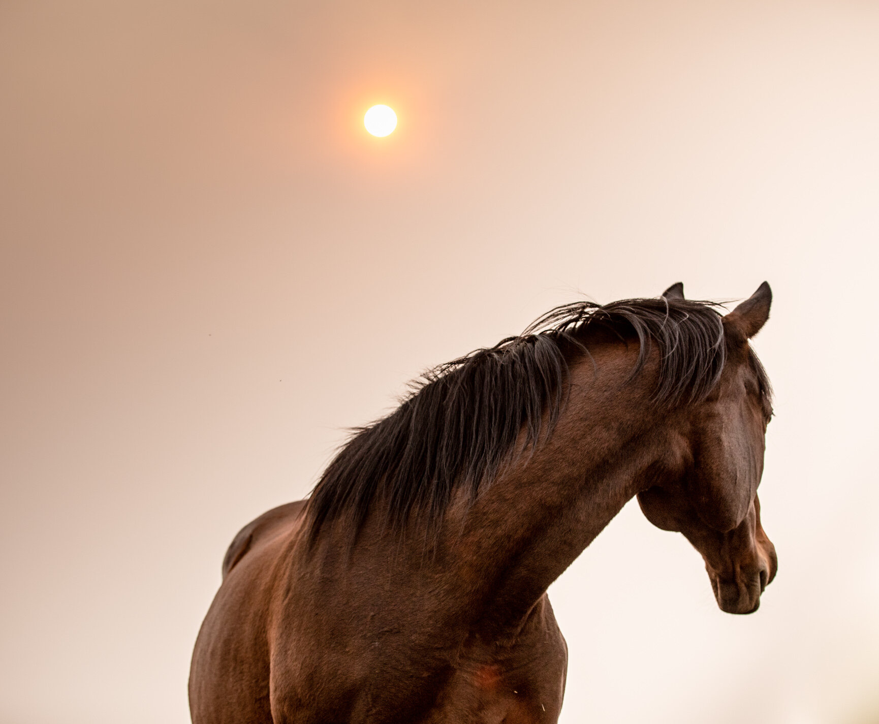 20200914_kya-Photography-Equestrian-Photographer-Bend-Oregon_0003.jpg