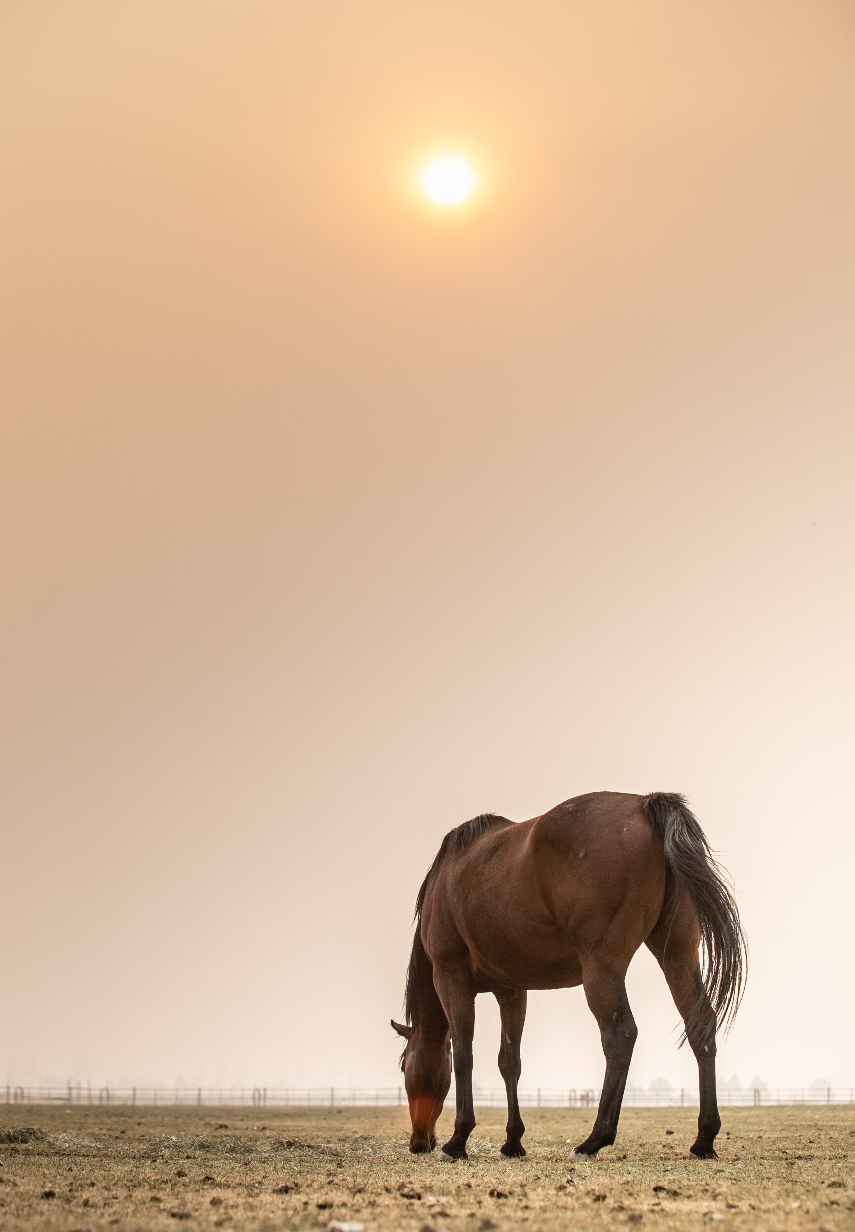 20200914_kya-Photography-Equestrian-Photographer-Bend-Oregon_0001.jpg
