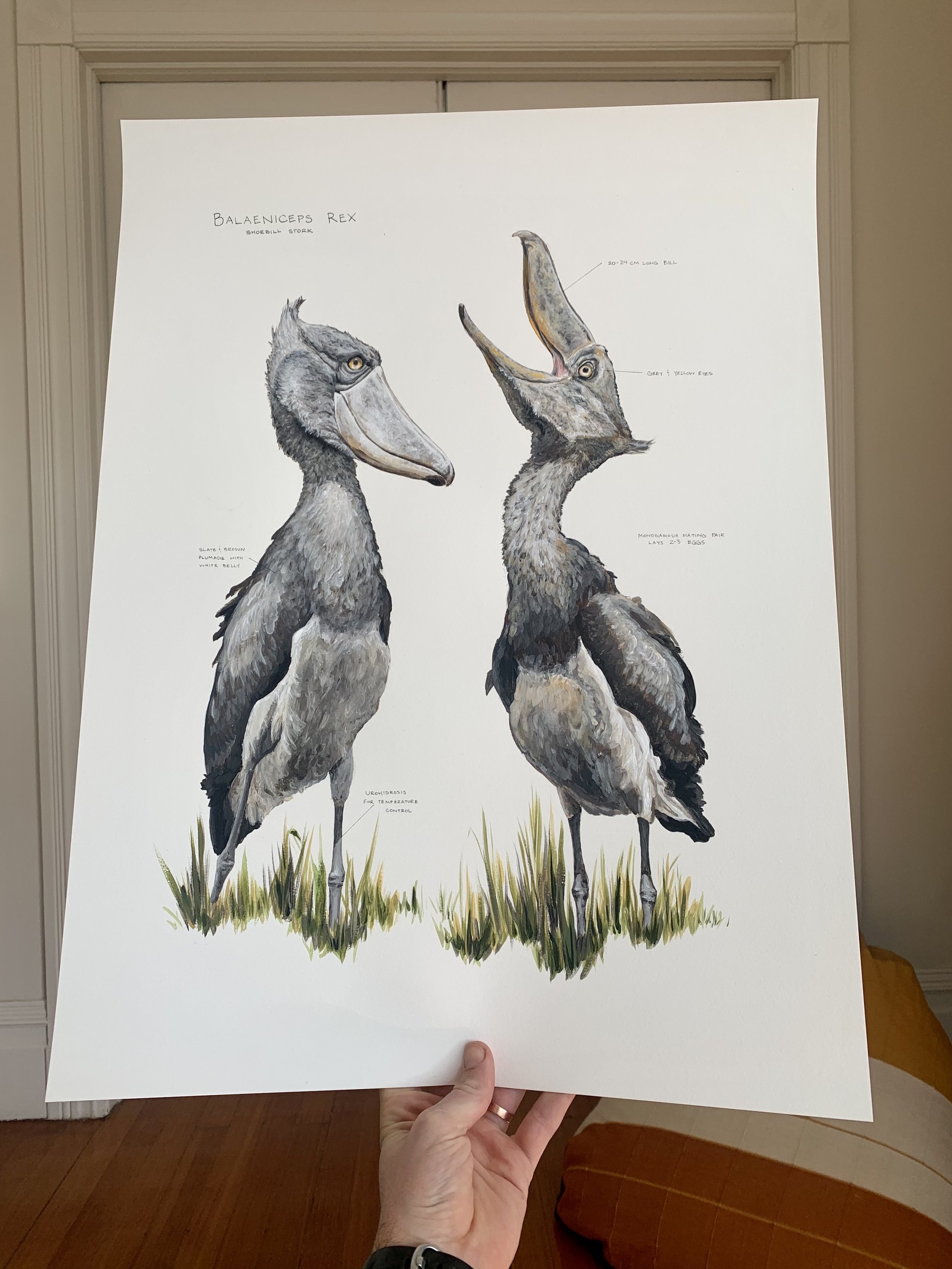 Shoebill Portrait.jpg