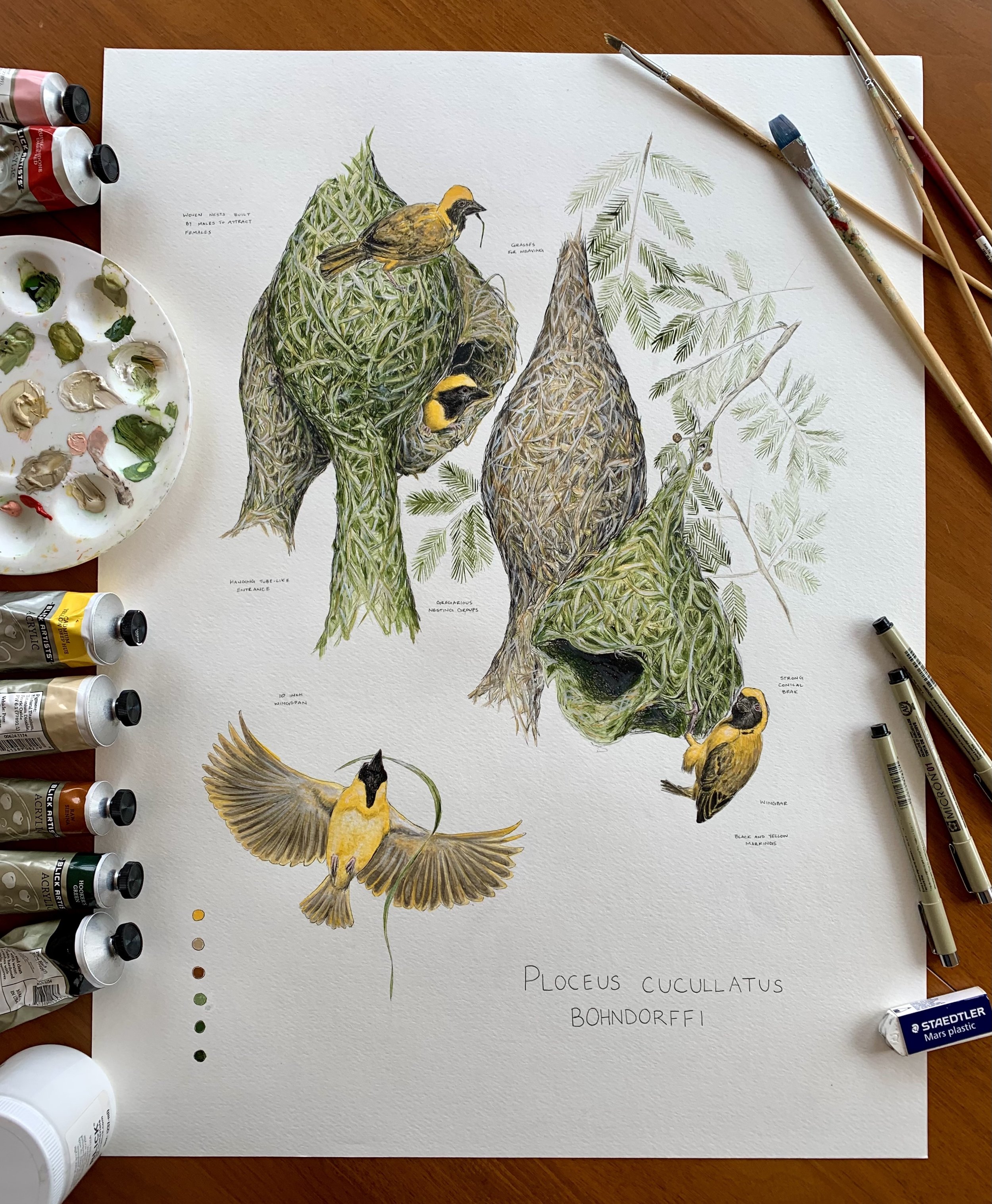 Weaver Birds Portrait.jpg