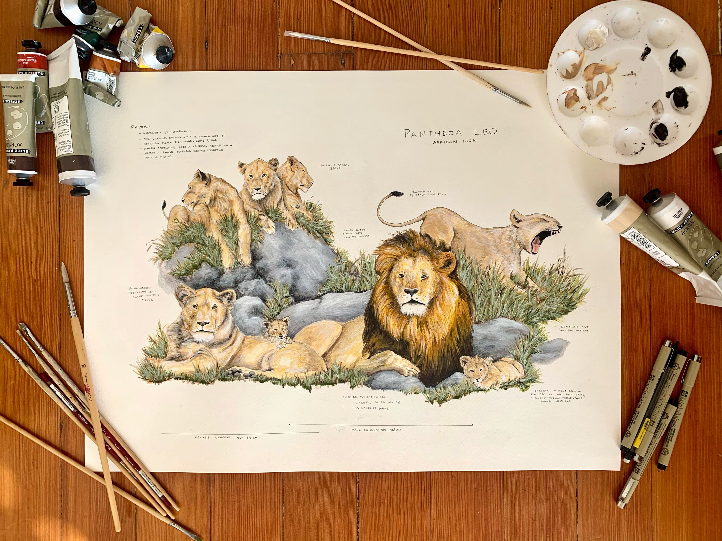 Lion Pride Flat Lay.jpg
