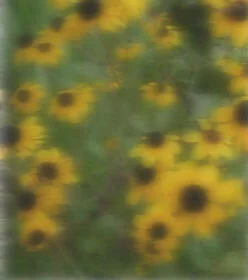Mismo campo de flores amarillas visto con catarata: imagen borrosa, opaca y con colores apagados