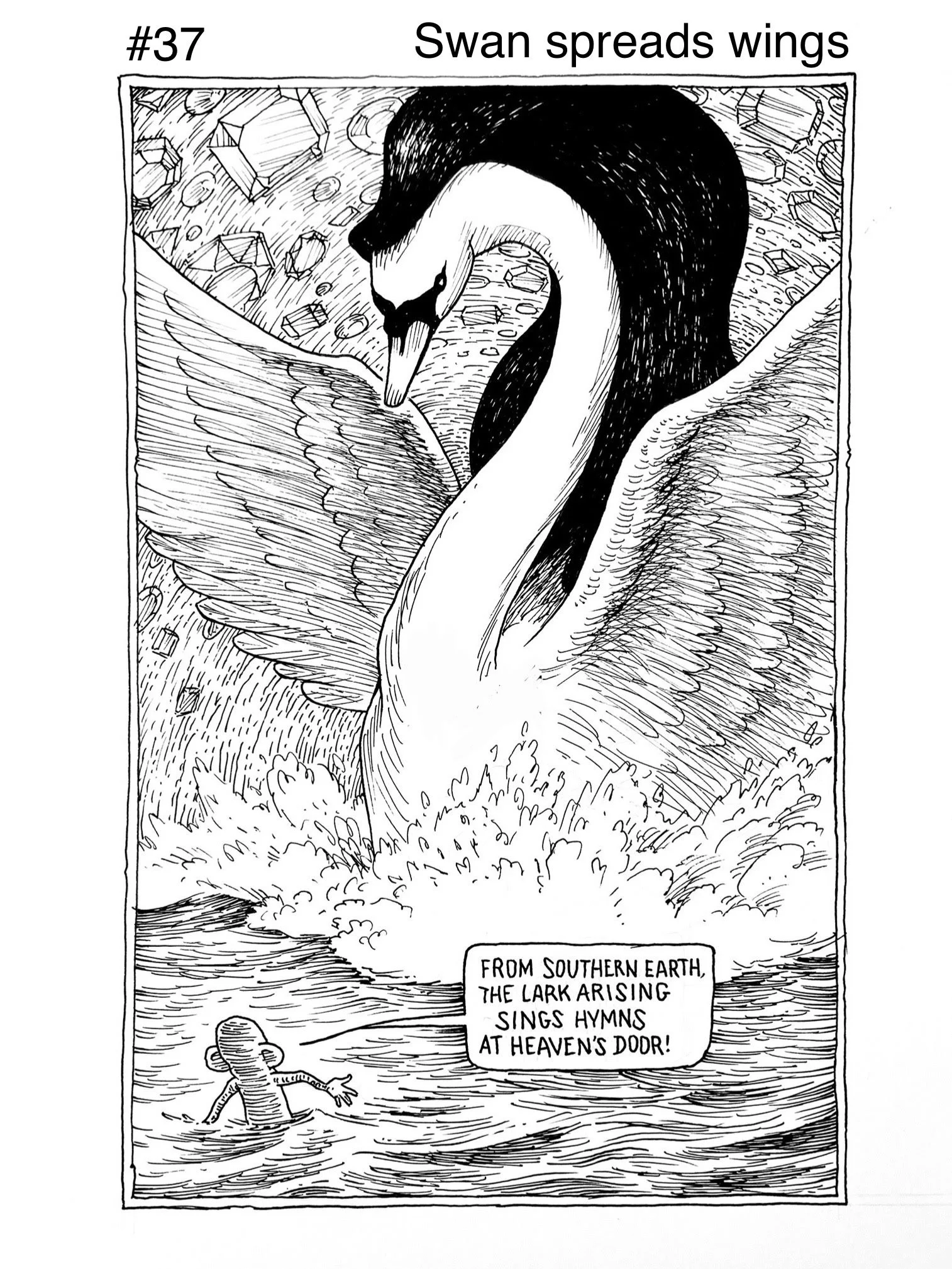 37 Swan Speads Wings.jpg