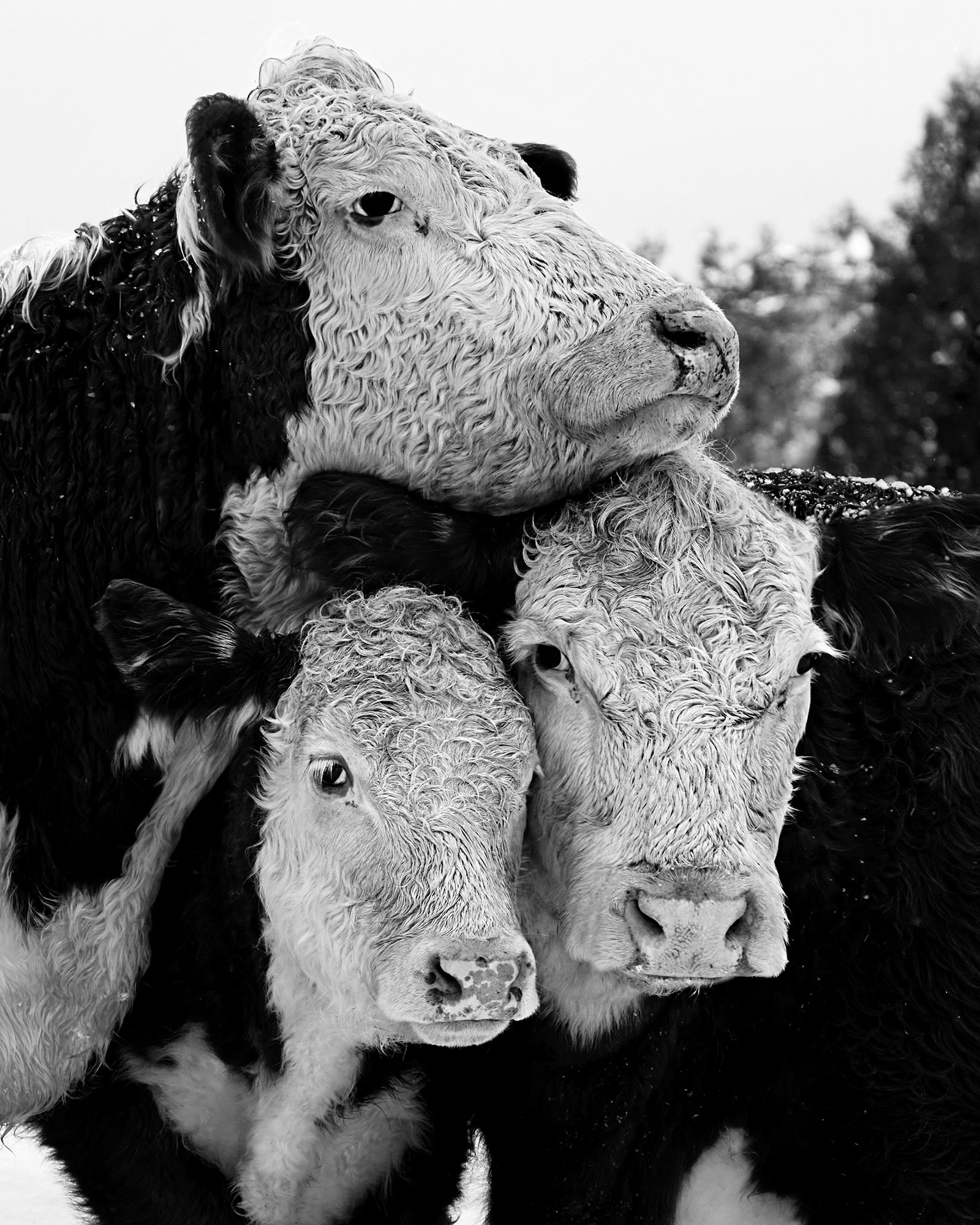 ColinErricsonPhoto  - 061.jpg