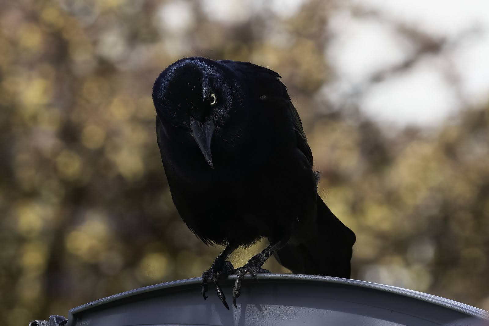 Grackle on the Lookout