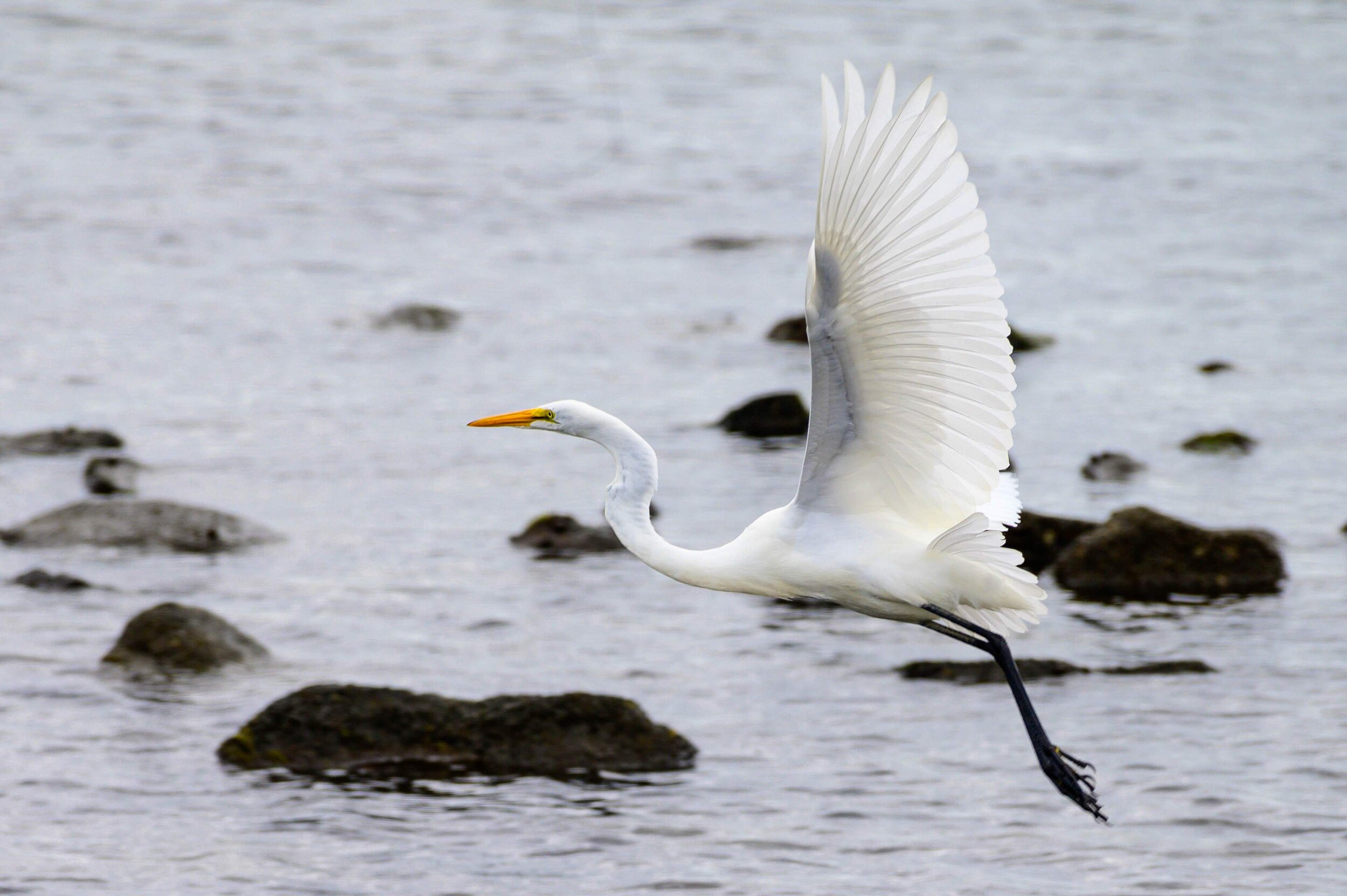 Graceful Egret