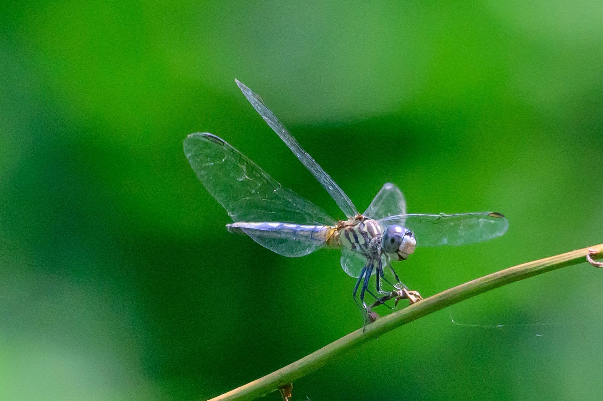 Dragon Fly
