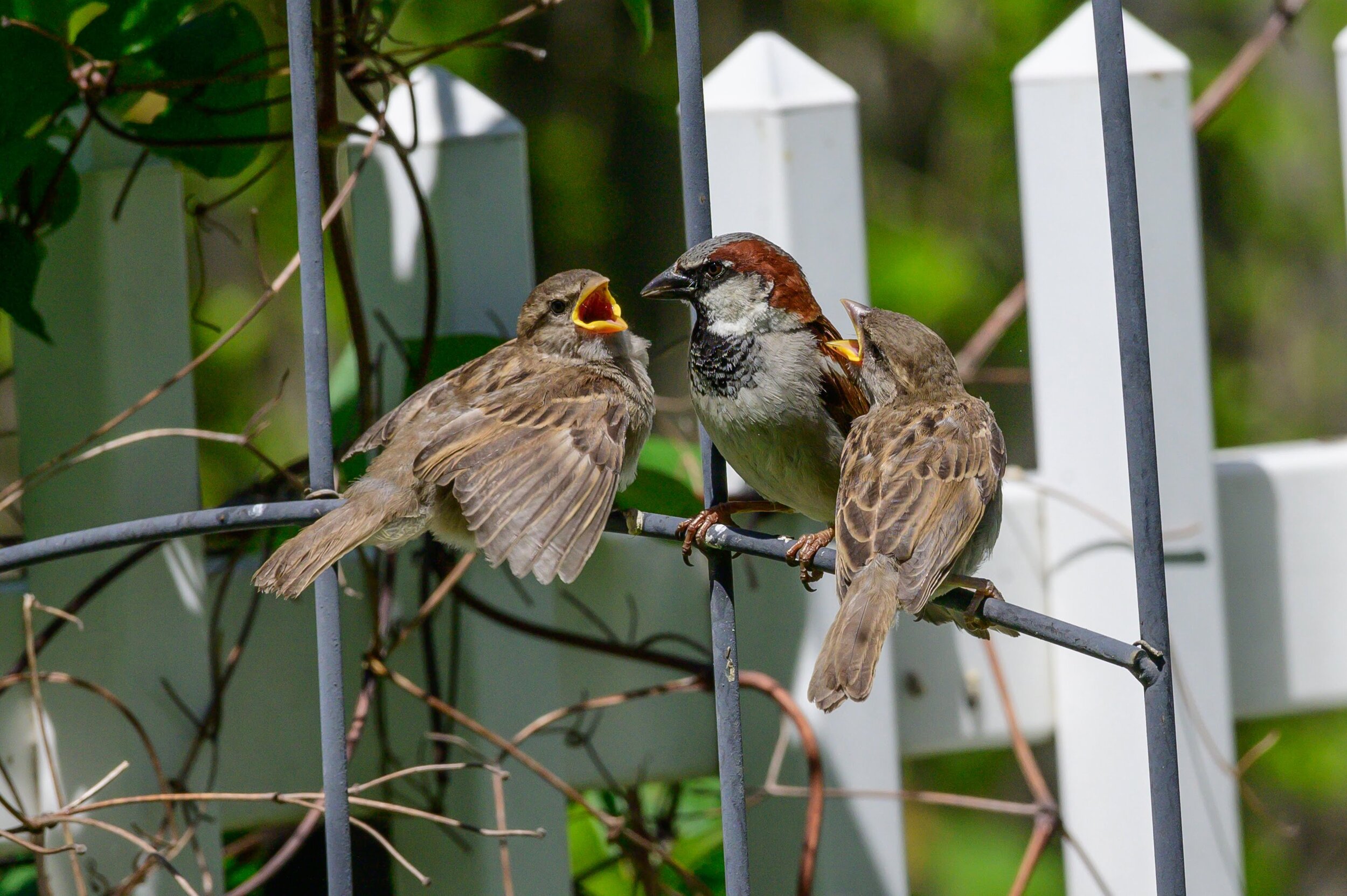 Finches Looking for Food