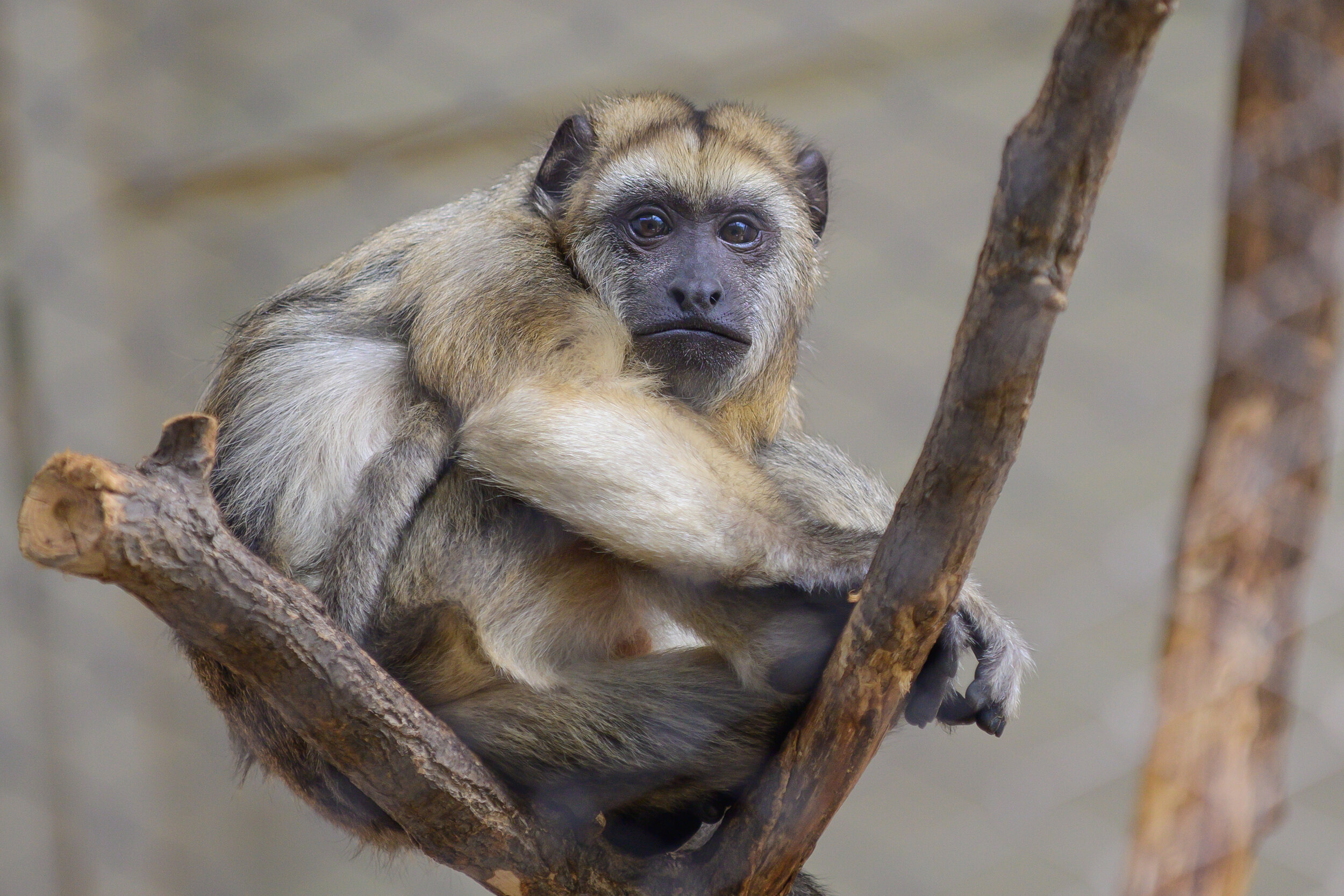 Southern Black Howler Staring