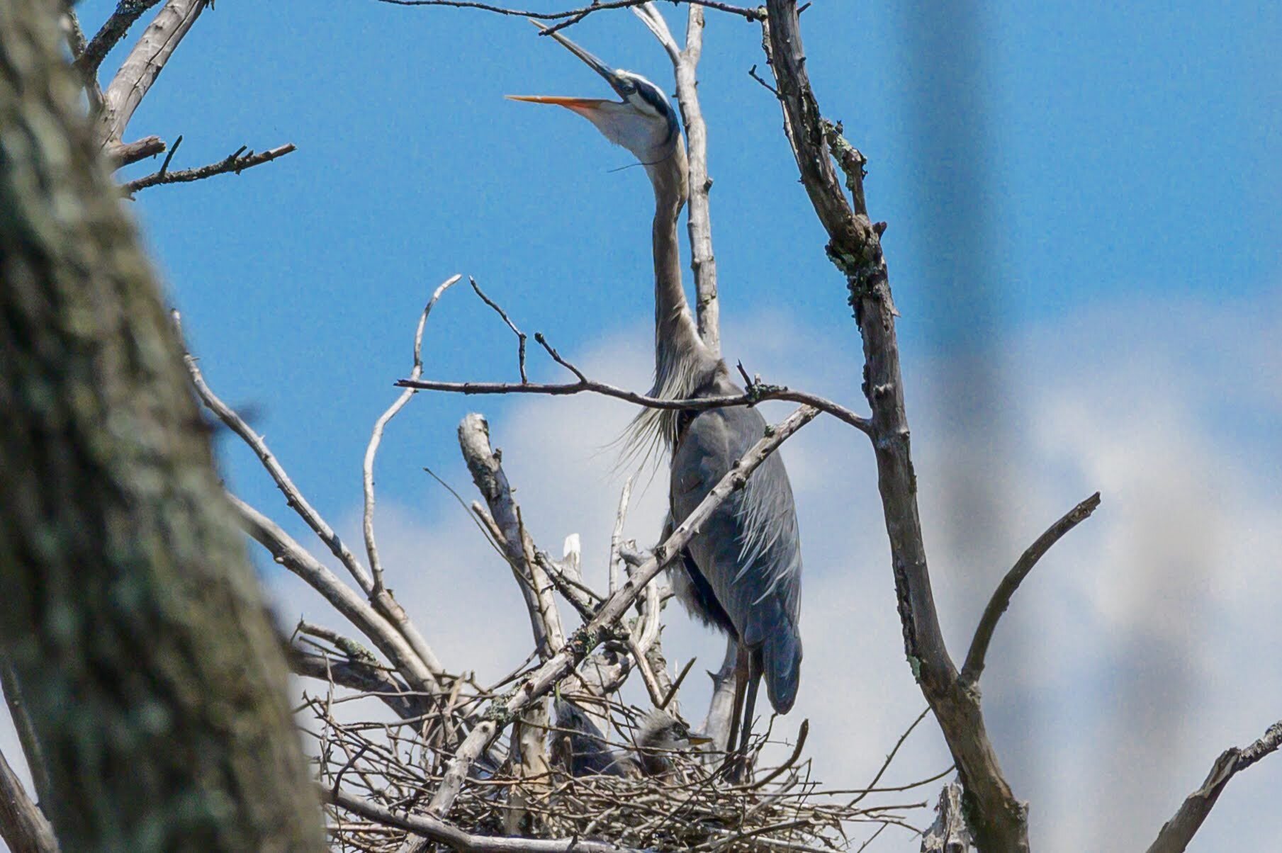 Great Blue Heron Baby