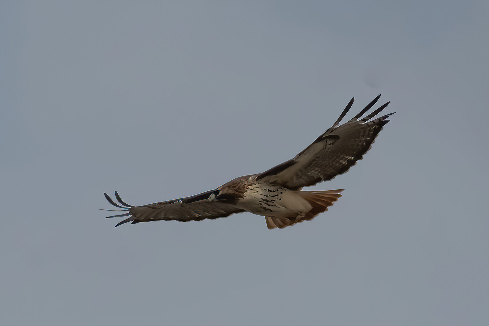 Turkey Vulture Circling