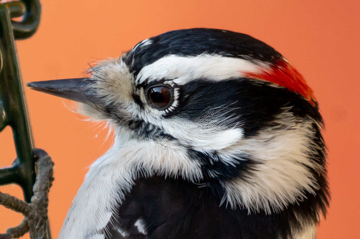 Downy Woodpecker Up Close & Personal